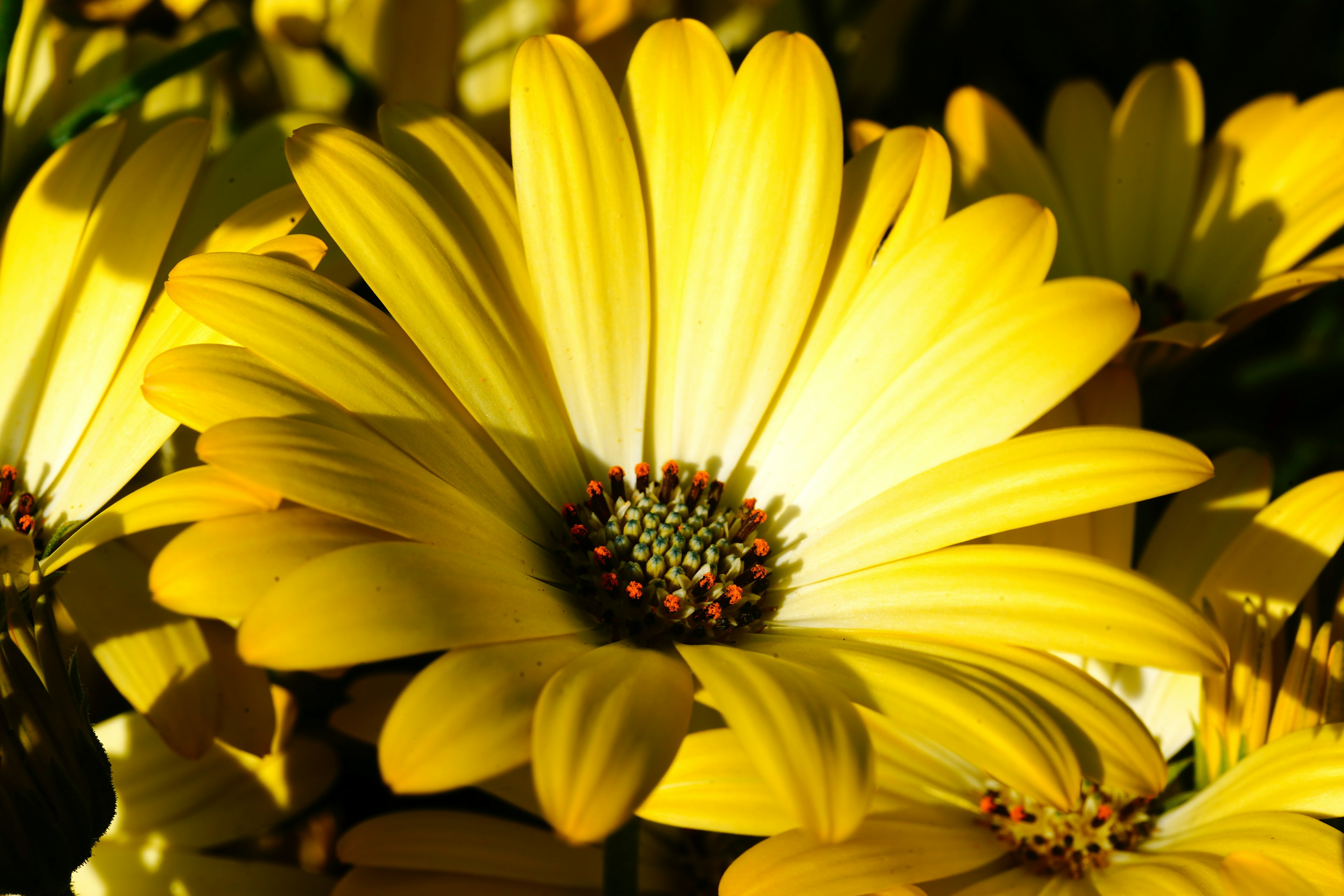 Nahaufnahme einer Blume mit lebhaften gelben Blütenblättern