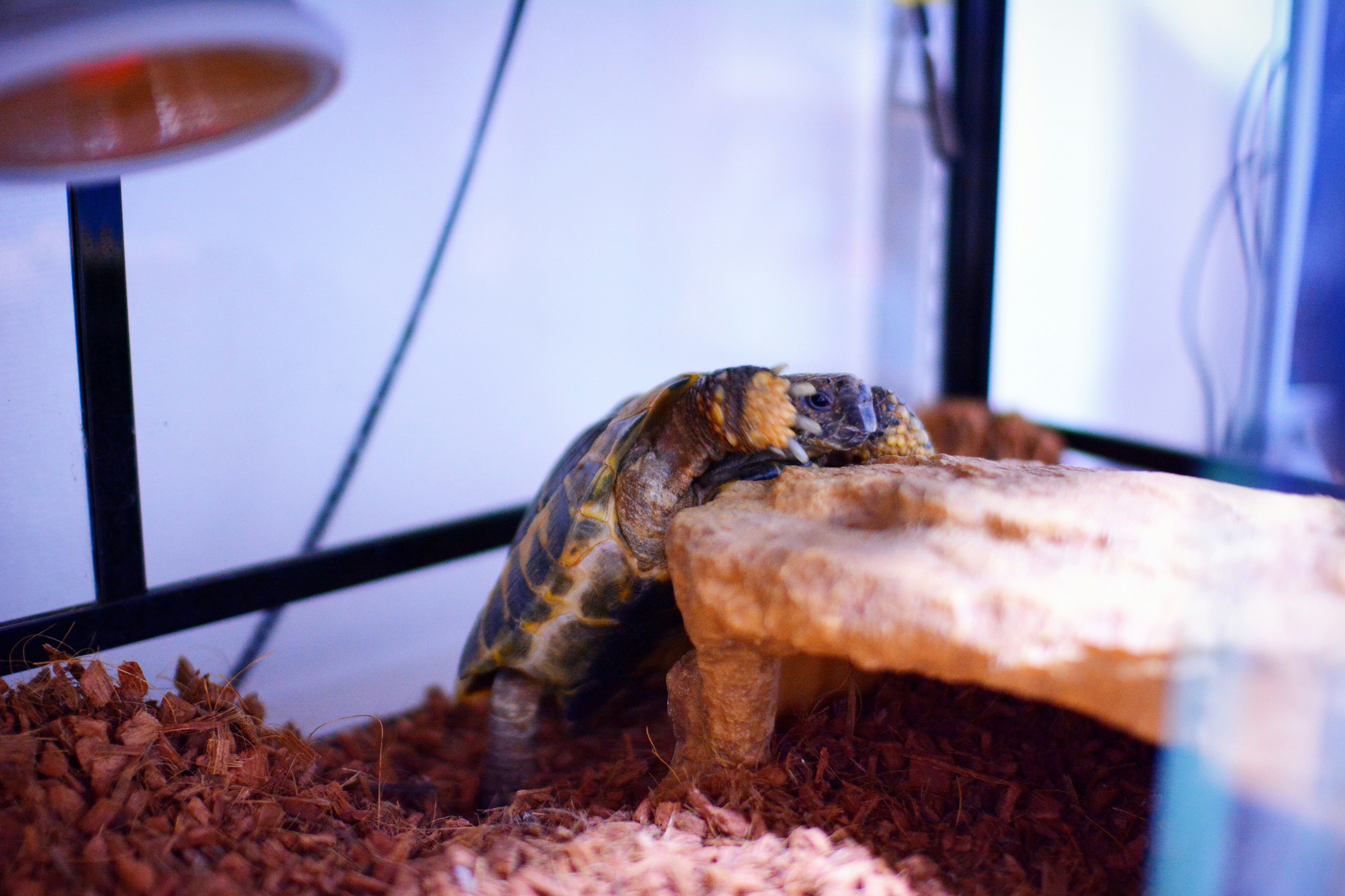 Una tortuga descansando sobre una roca dentro de un terrario