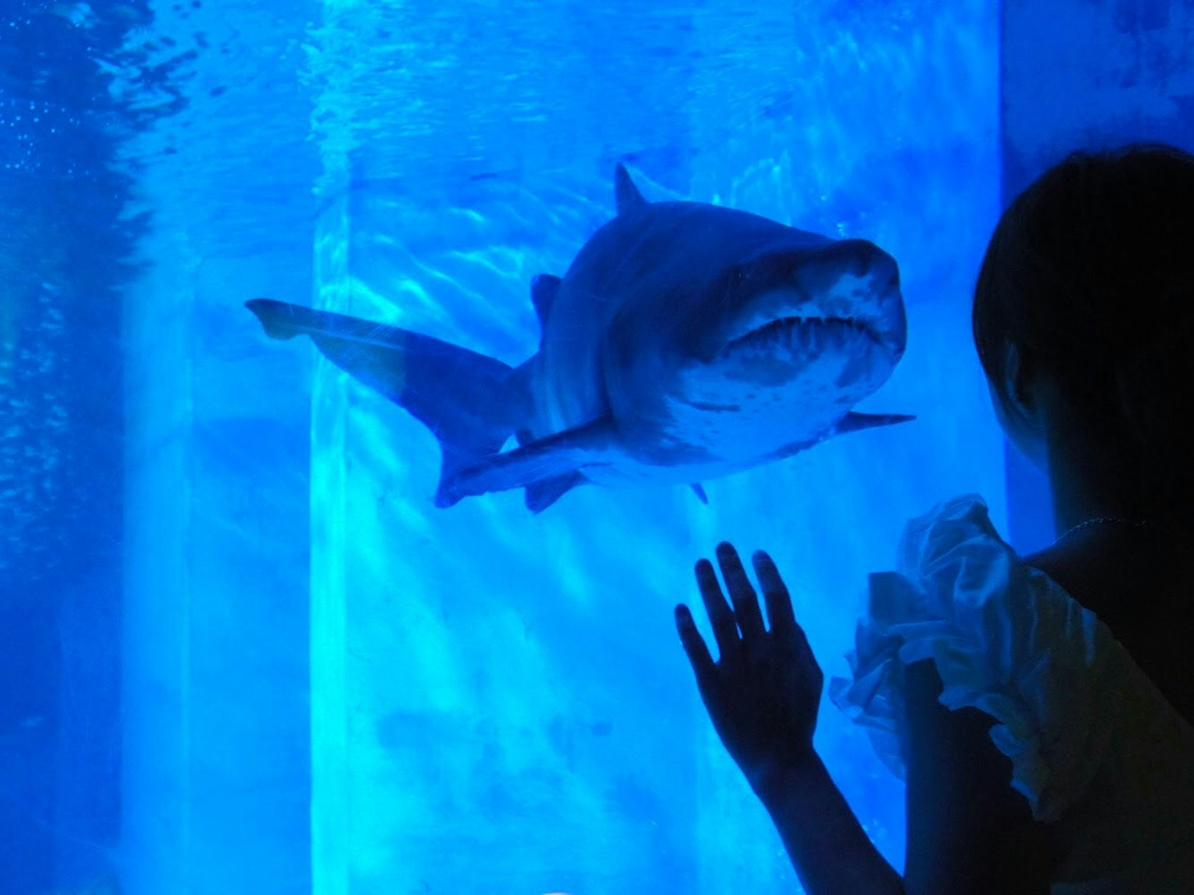 Ein Hai schwimmt in einem blauen Tank mit einer Frau, die ihre Hand ausstreckt