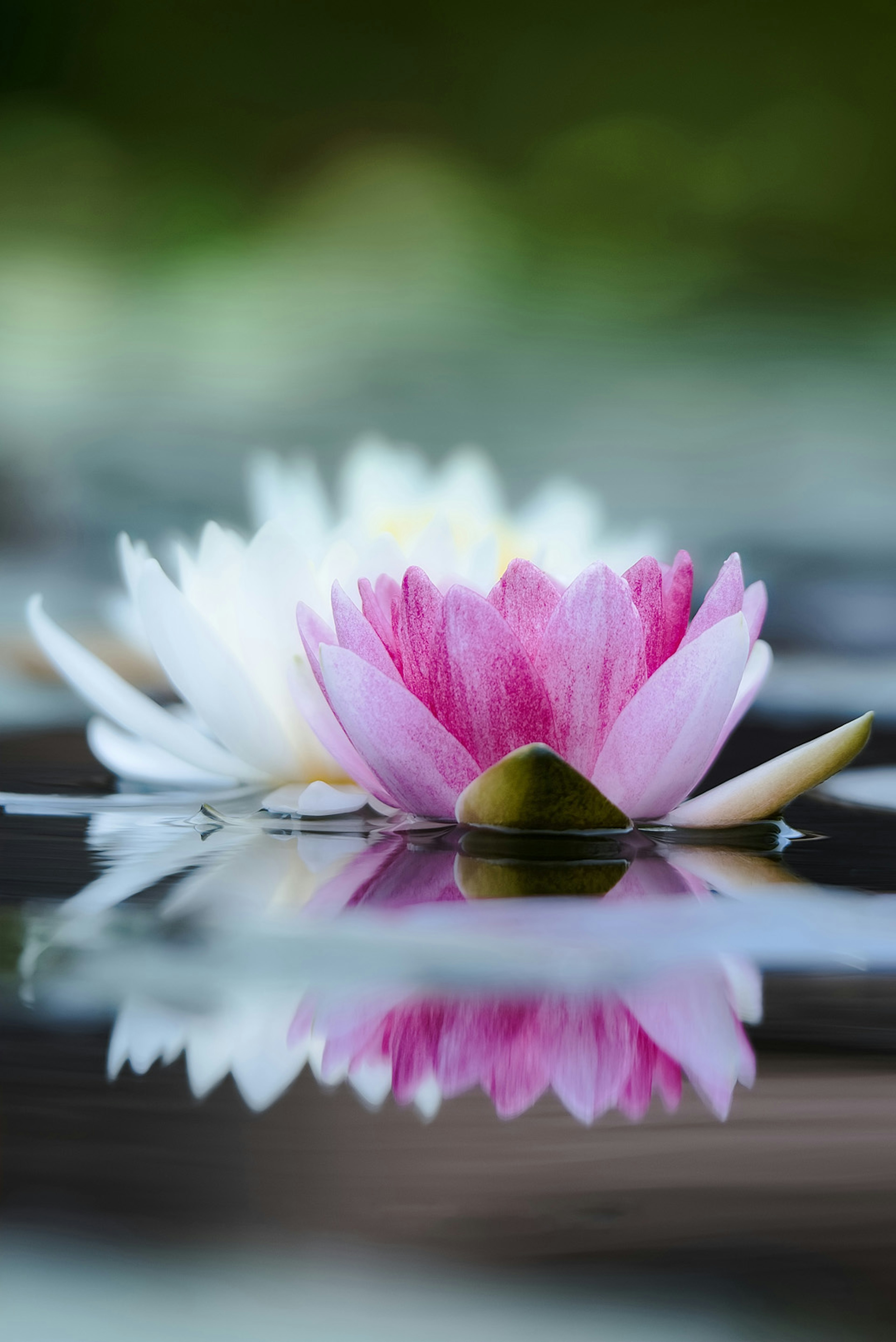 Lirios de agua rosas y blancos flotando en la superficie del agua reflejándose hermosamente