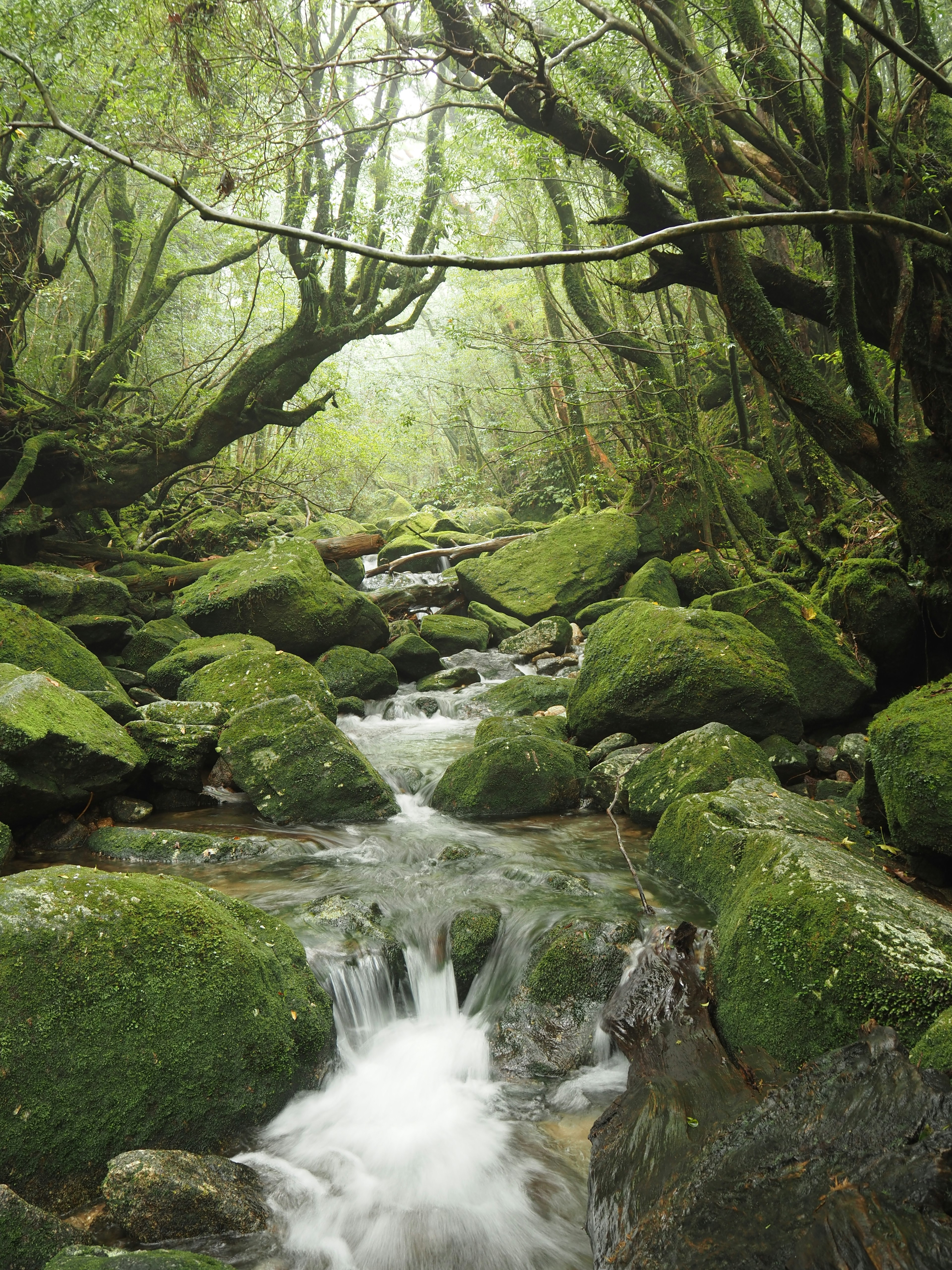 A stream flowing through a lush forest with moss-covered rocks