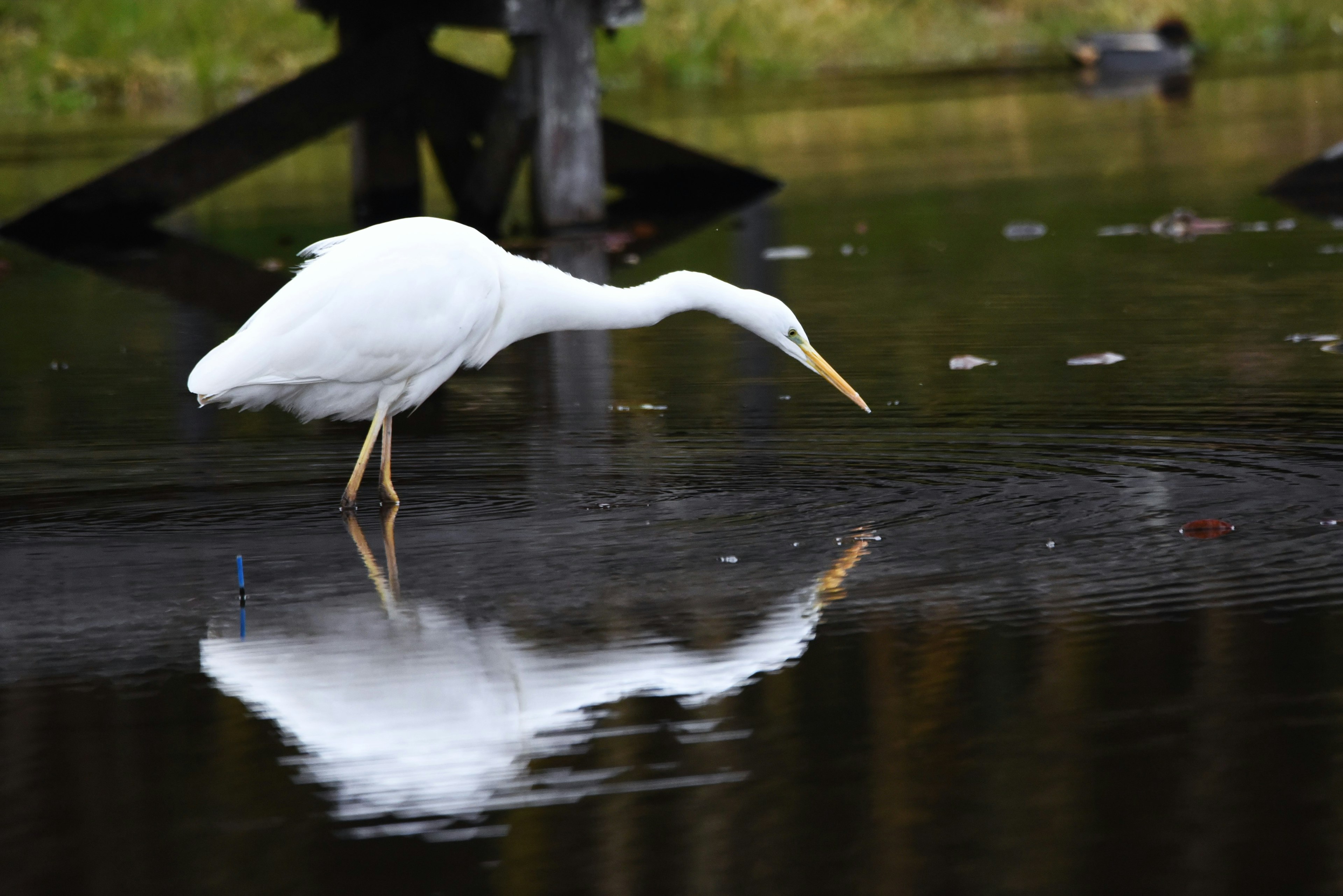 Ein weißer Reiher, der nach Nahrung auf der Wasseroberfläche sucht