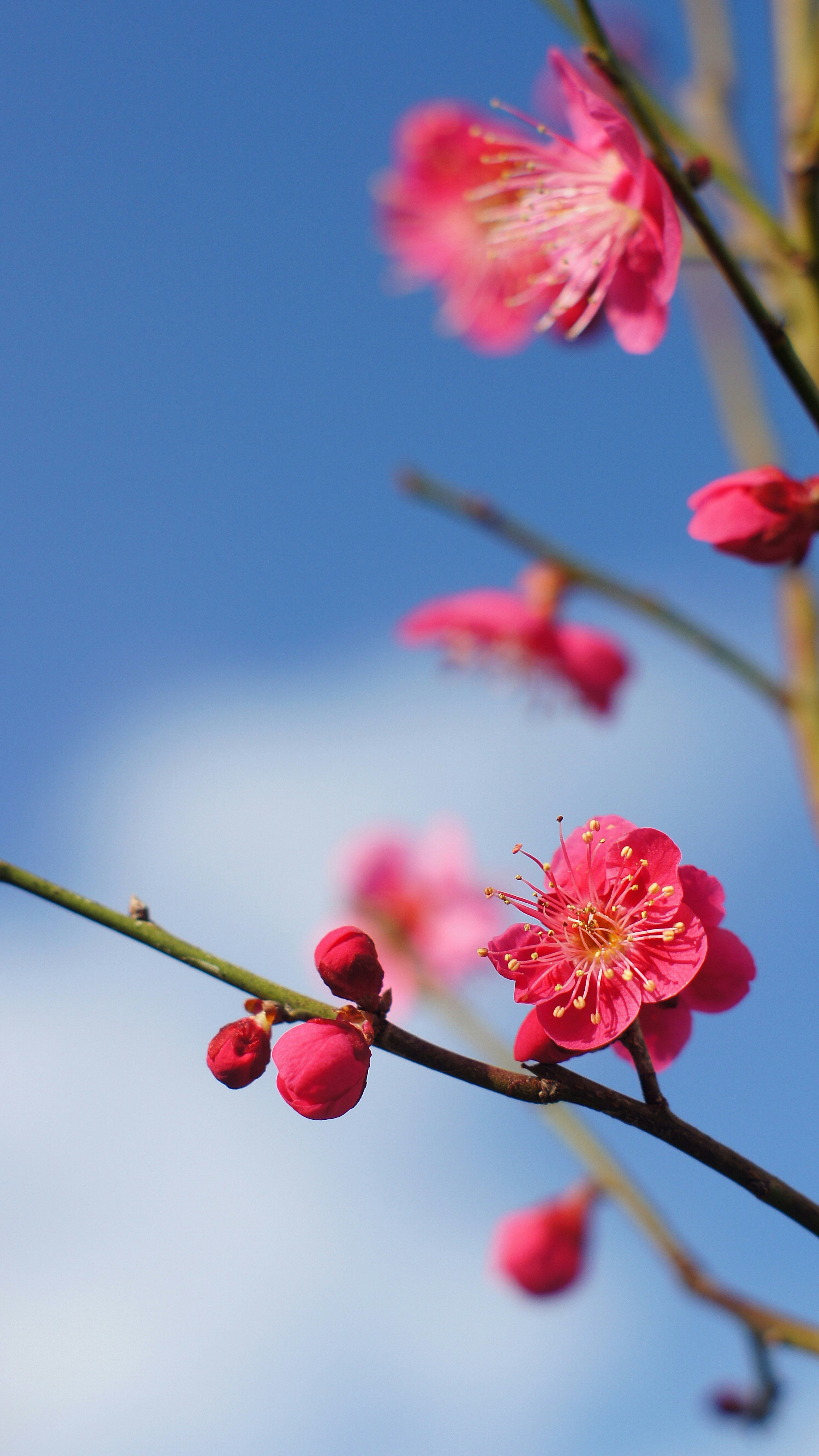 蓝天背景下的粉色梅花和花苞特写