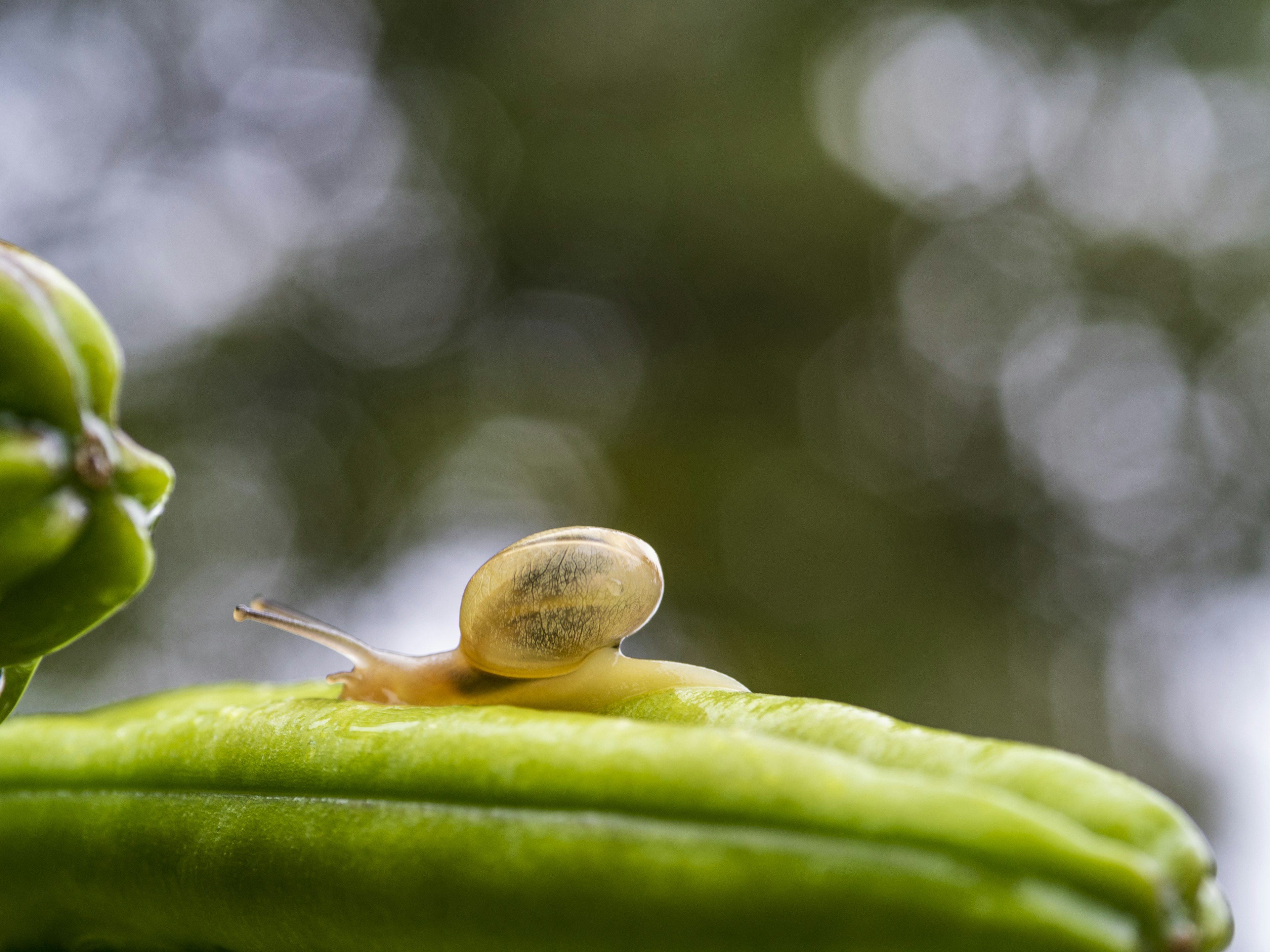 緑色の野菜の上にいる小さなカタツムリのクローズアップ