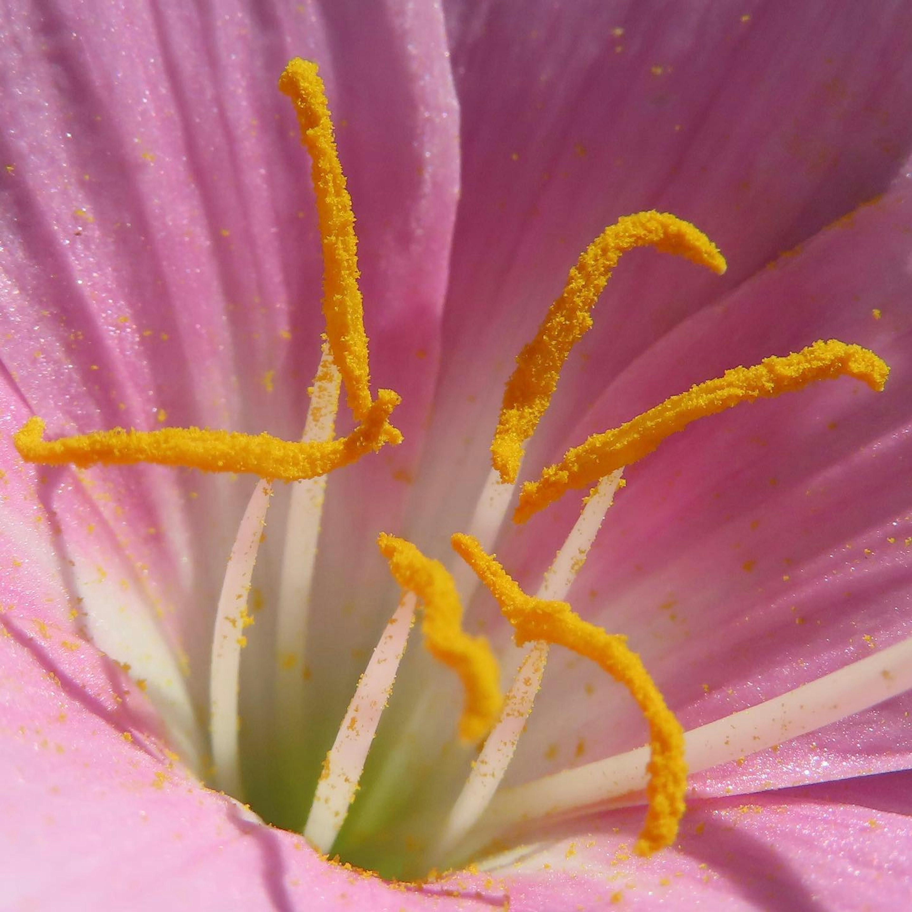 Nahaufnahme einer rosa Blume mit gelben Staubblättern