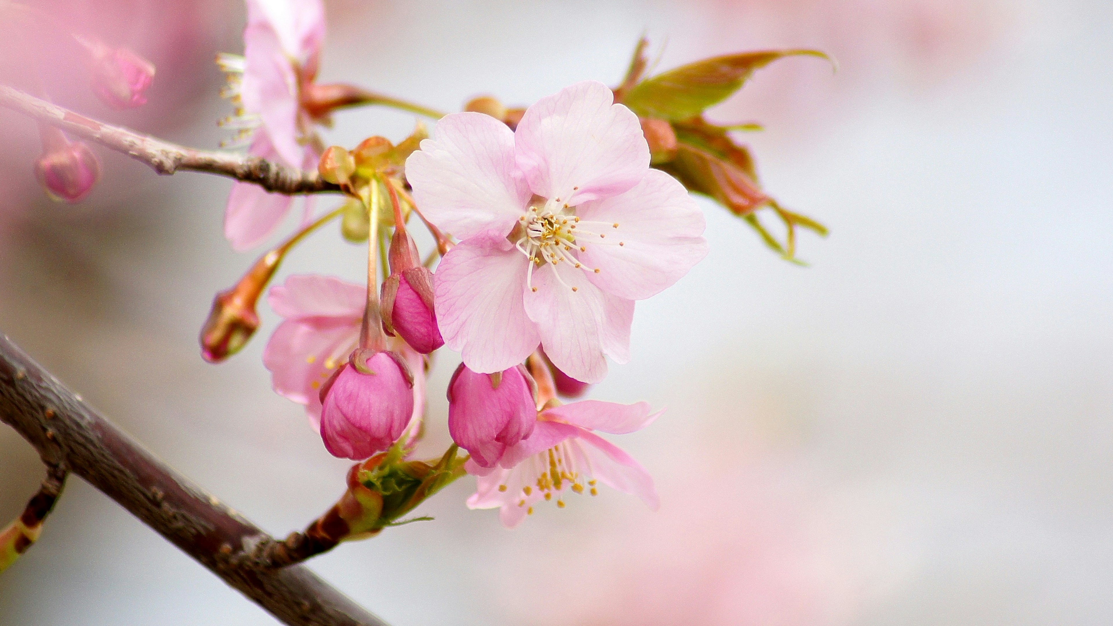 Nahaufnahme von blühenden Kirschblüten an einem Zweig