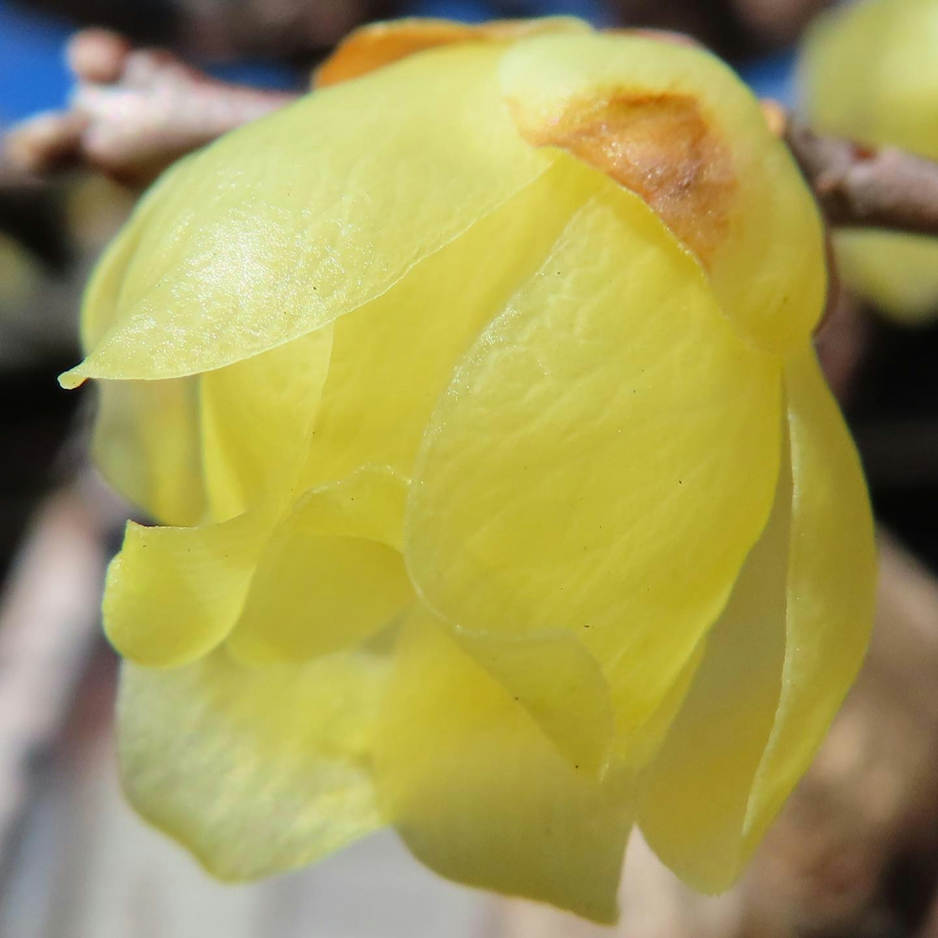 Gros plan d'une fleur avec des pétales jaunes