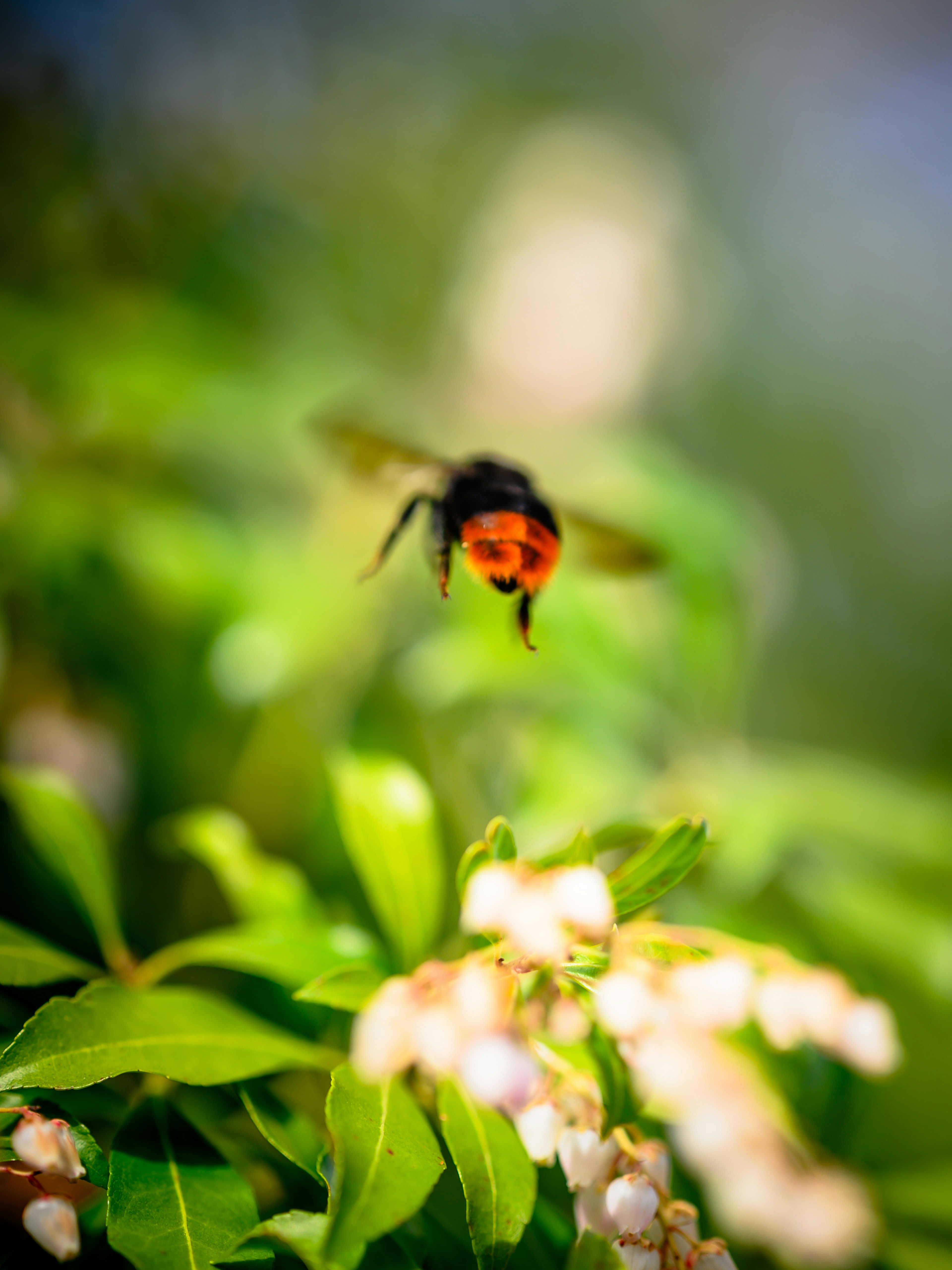 花の周りを飛ぶ蜂のぼやけた画像