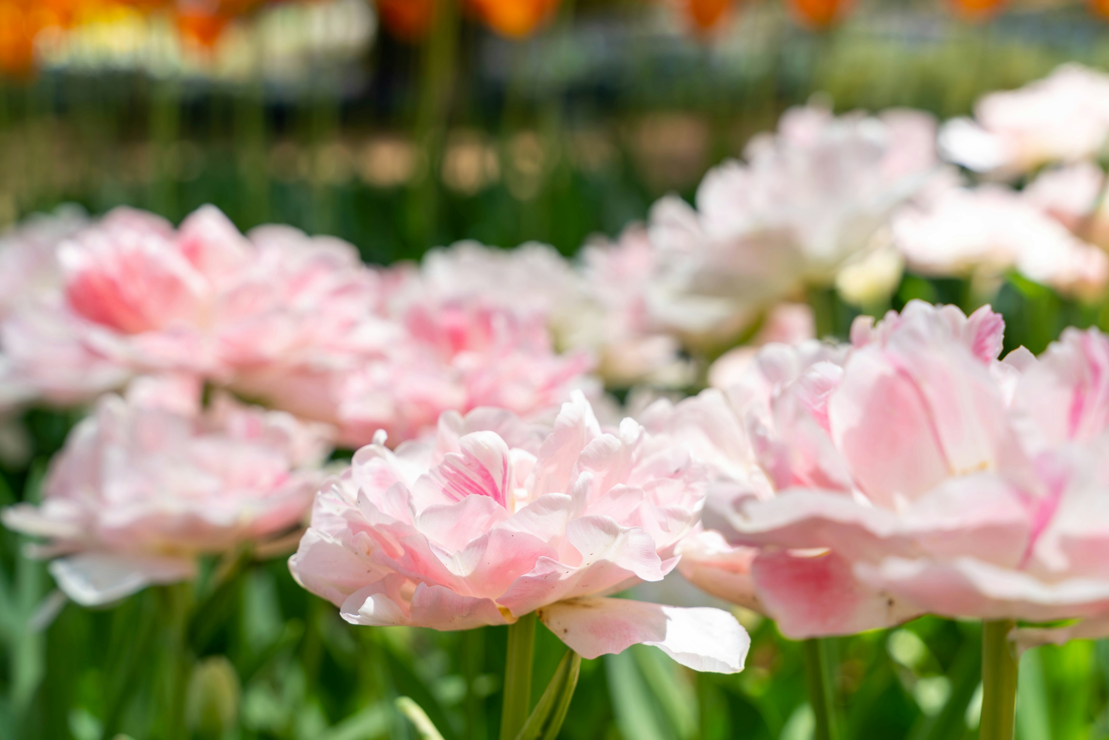 Kedekatan tulip merah muda muda yang mekar di taman bunga