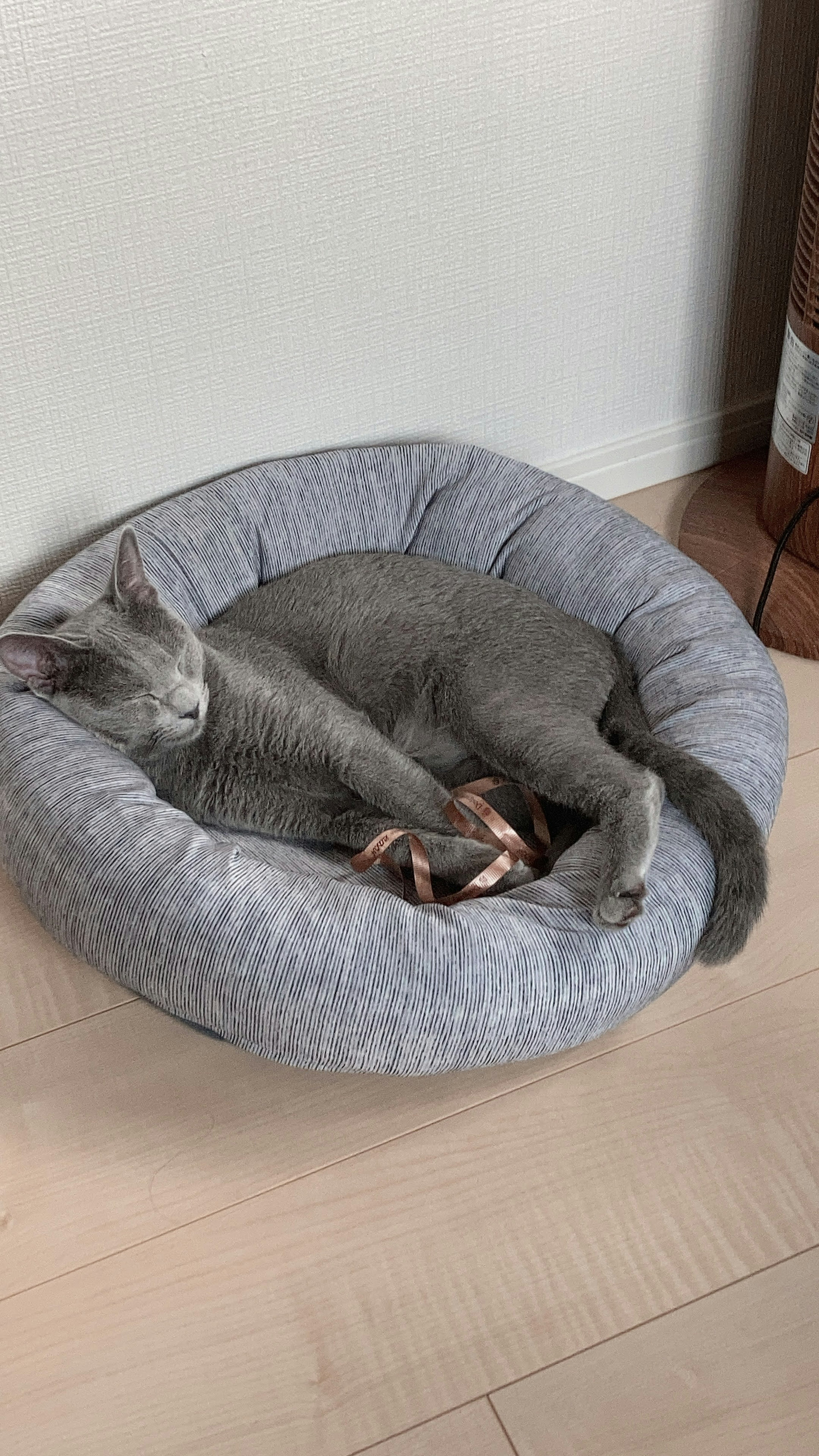 Un gato gris relaxándose en una cama redonda