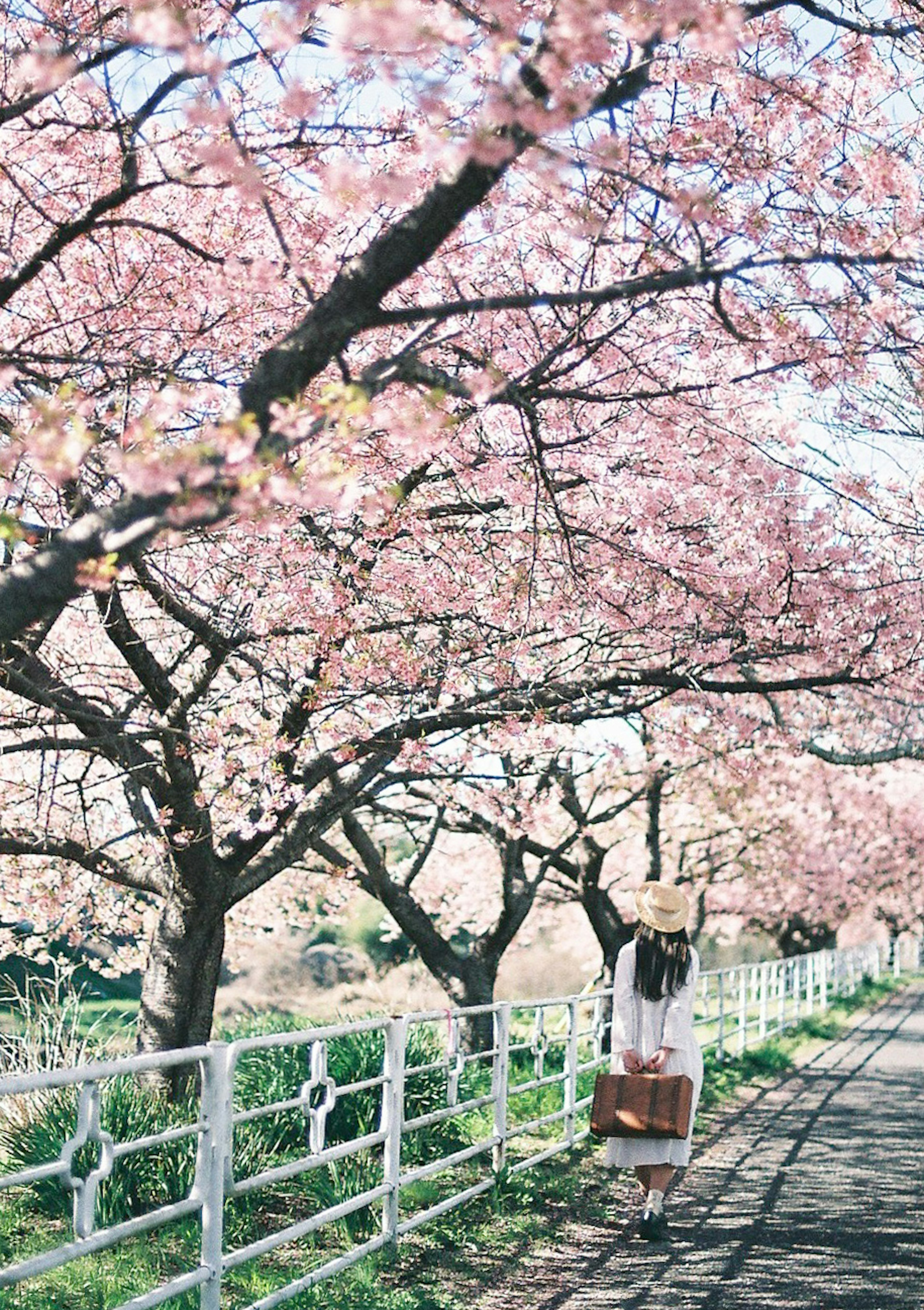 桜の木の下を歩く女性の風景