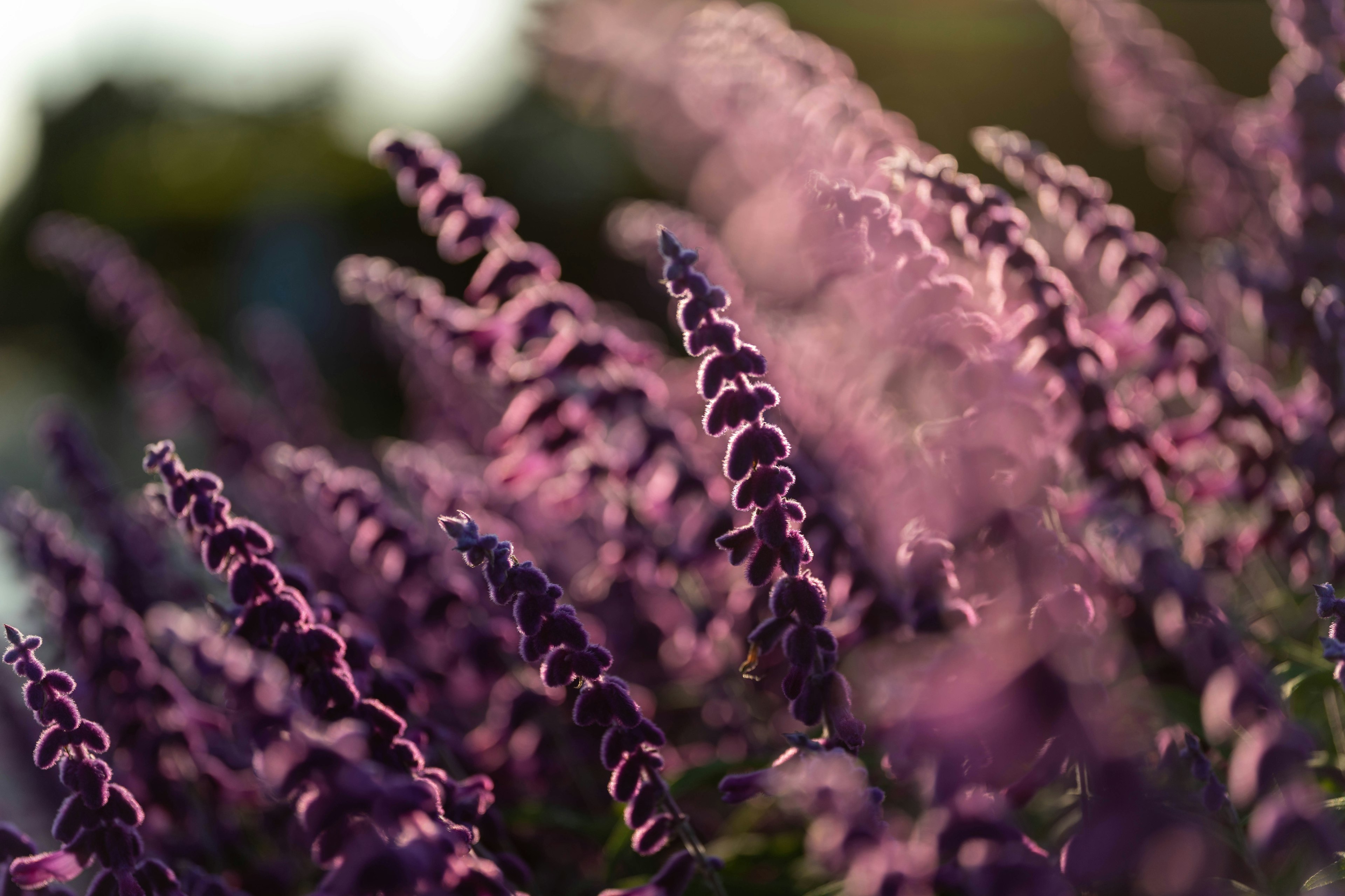 紫色の花が咲いている風景のクローズアップ