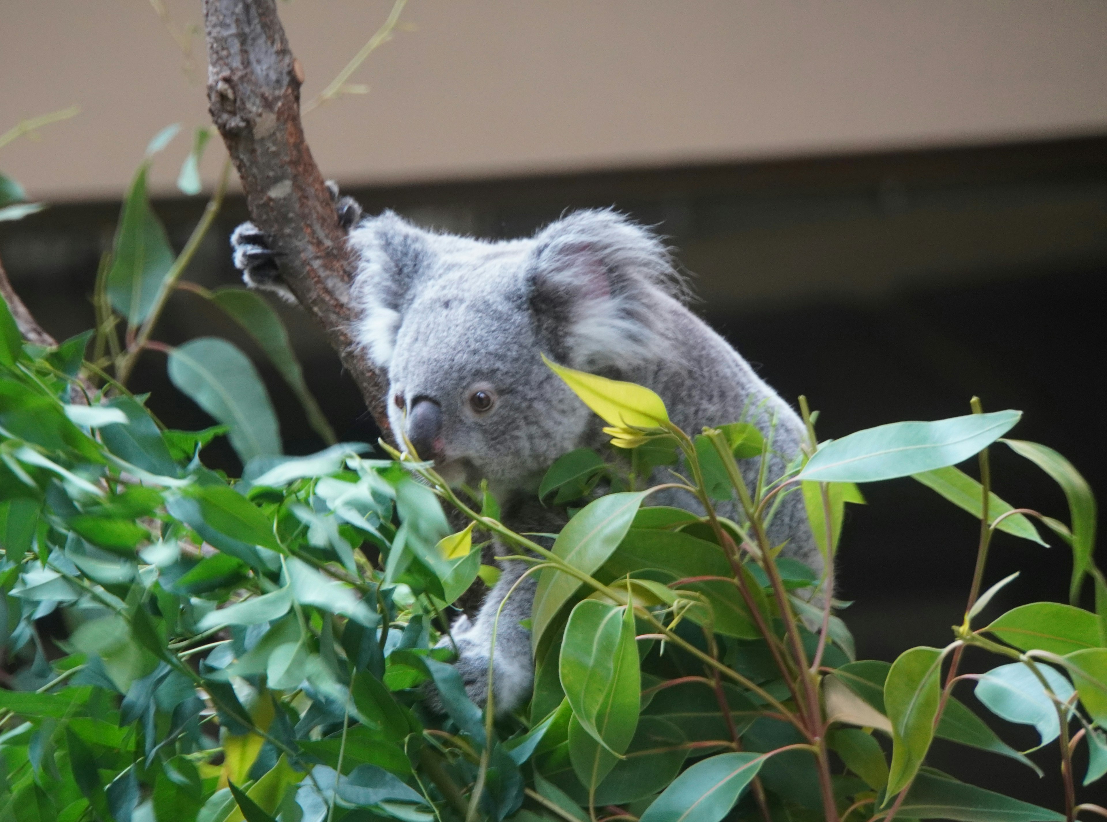 Koala seduto su un ramo che mangia foglie