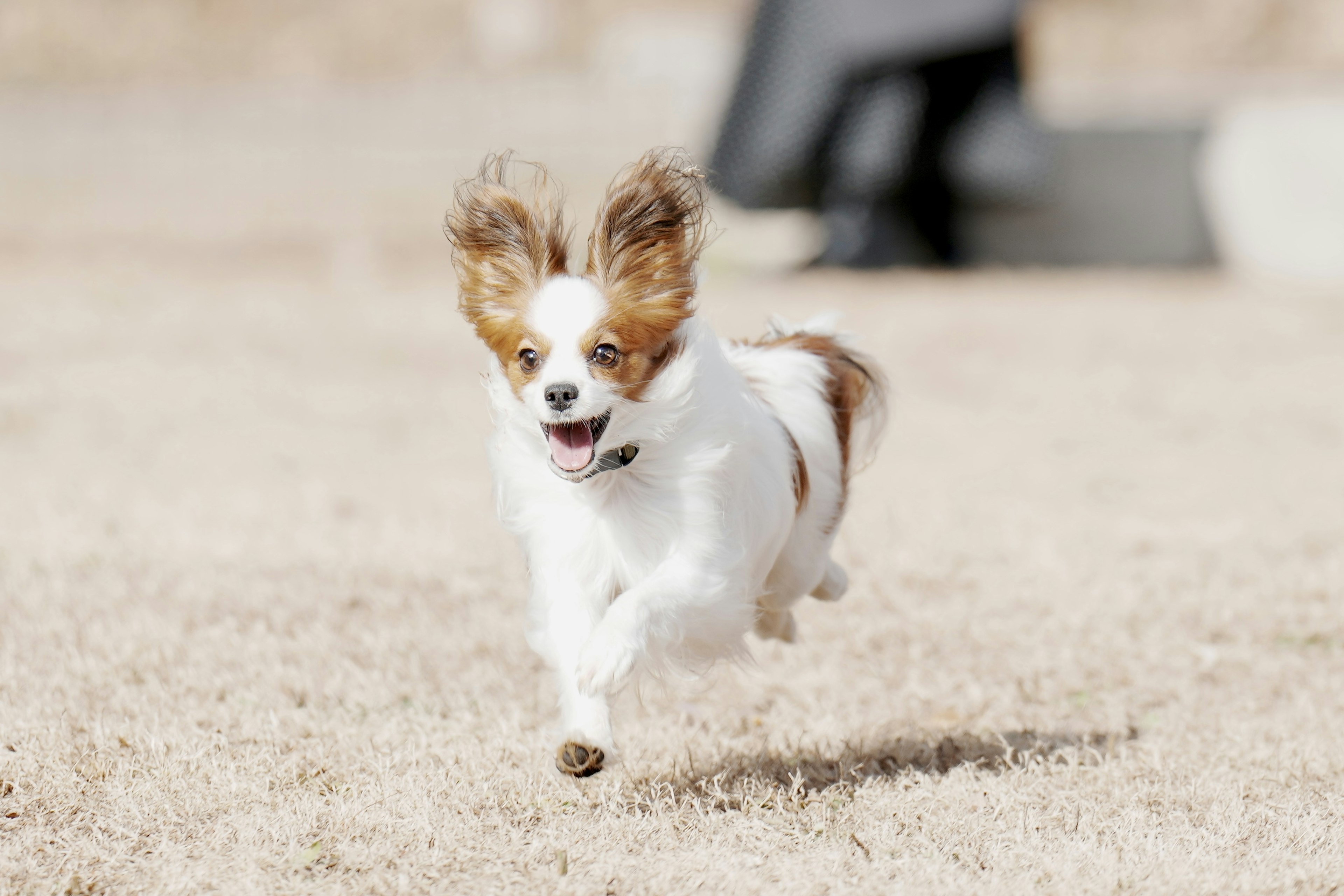 Ein rennender Hund mit hellem Fell und markanten Ohren