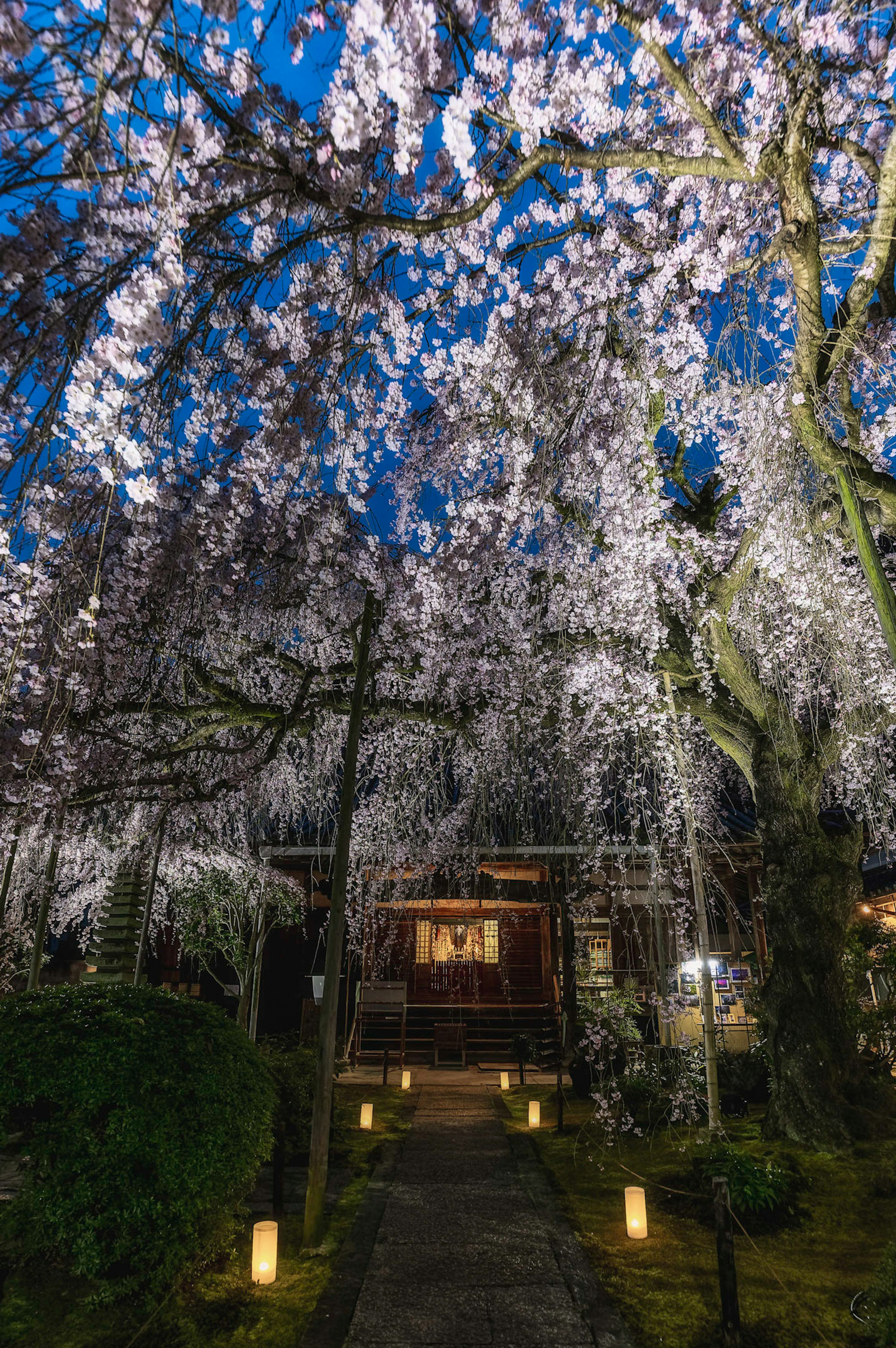 夜桜の下にある静かな小道と灯篭が並ぶ風景