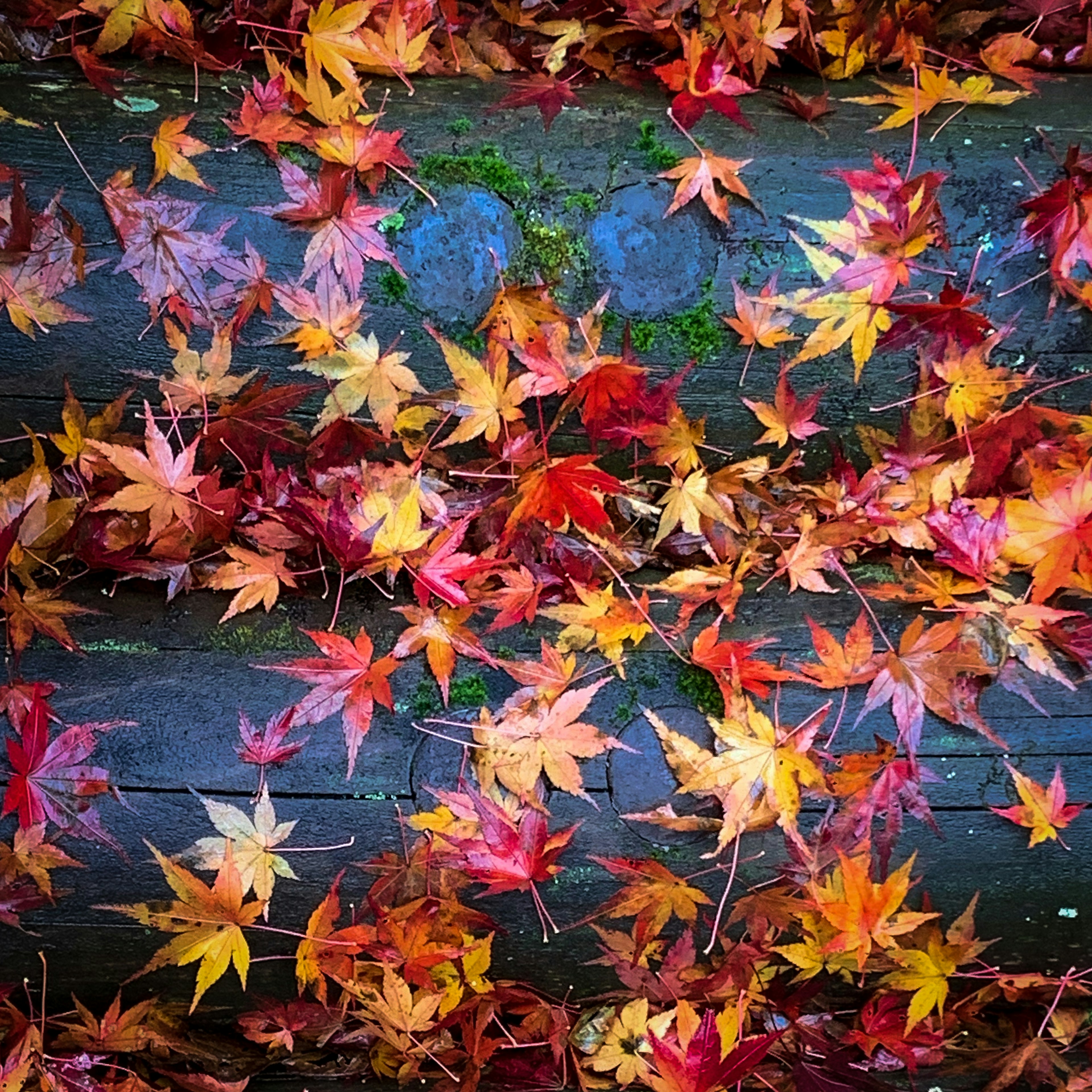 Bunte Herbstblätter, die auf einer Holzoberfläche verstreut sind