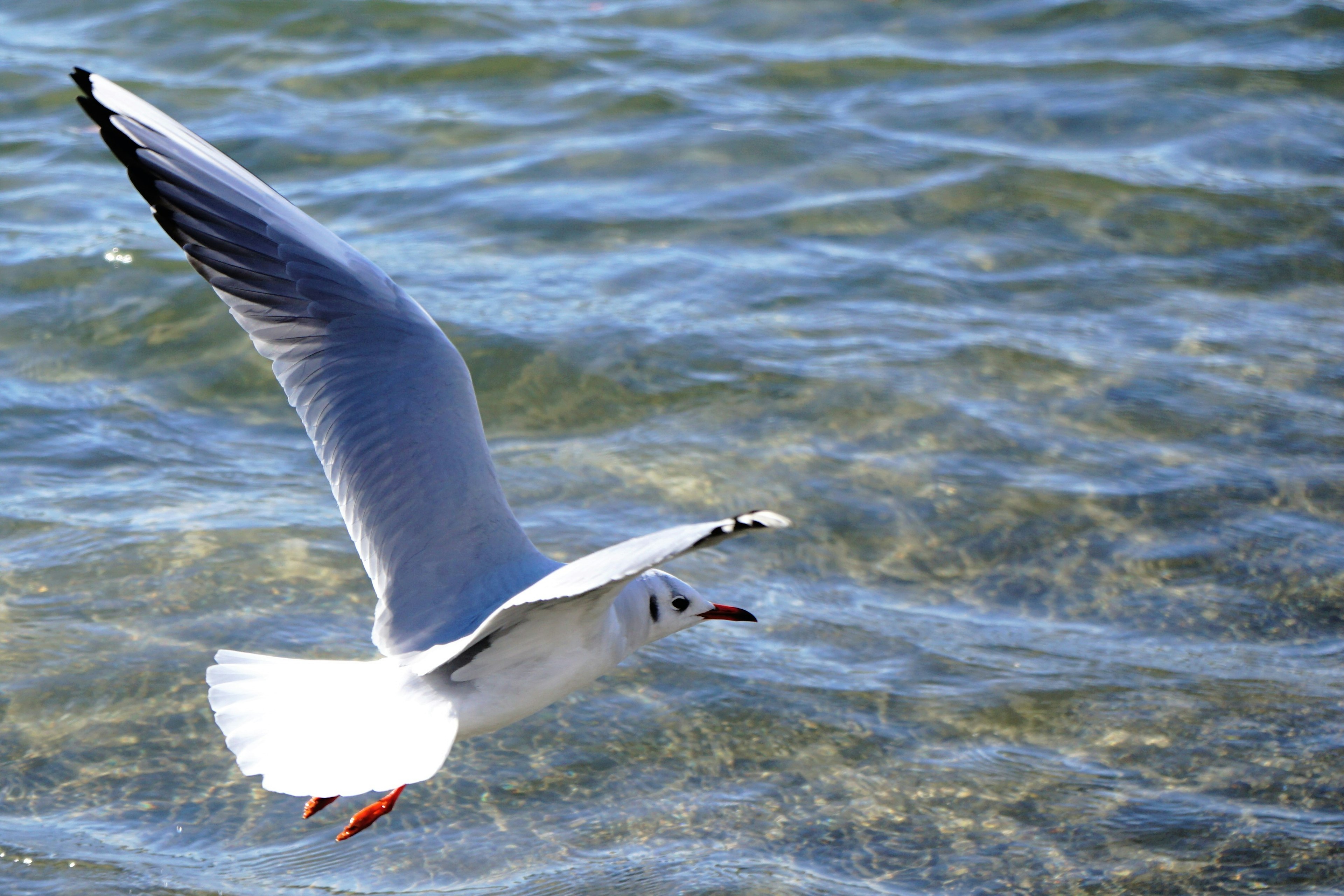 Gabbiano che vola sopra l'acqua