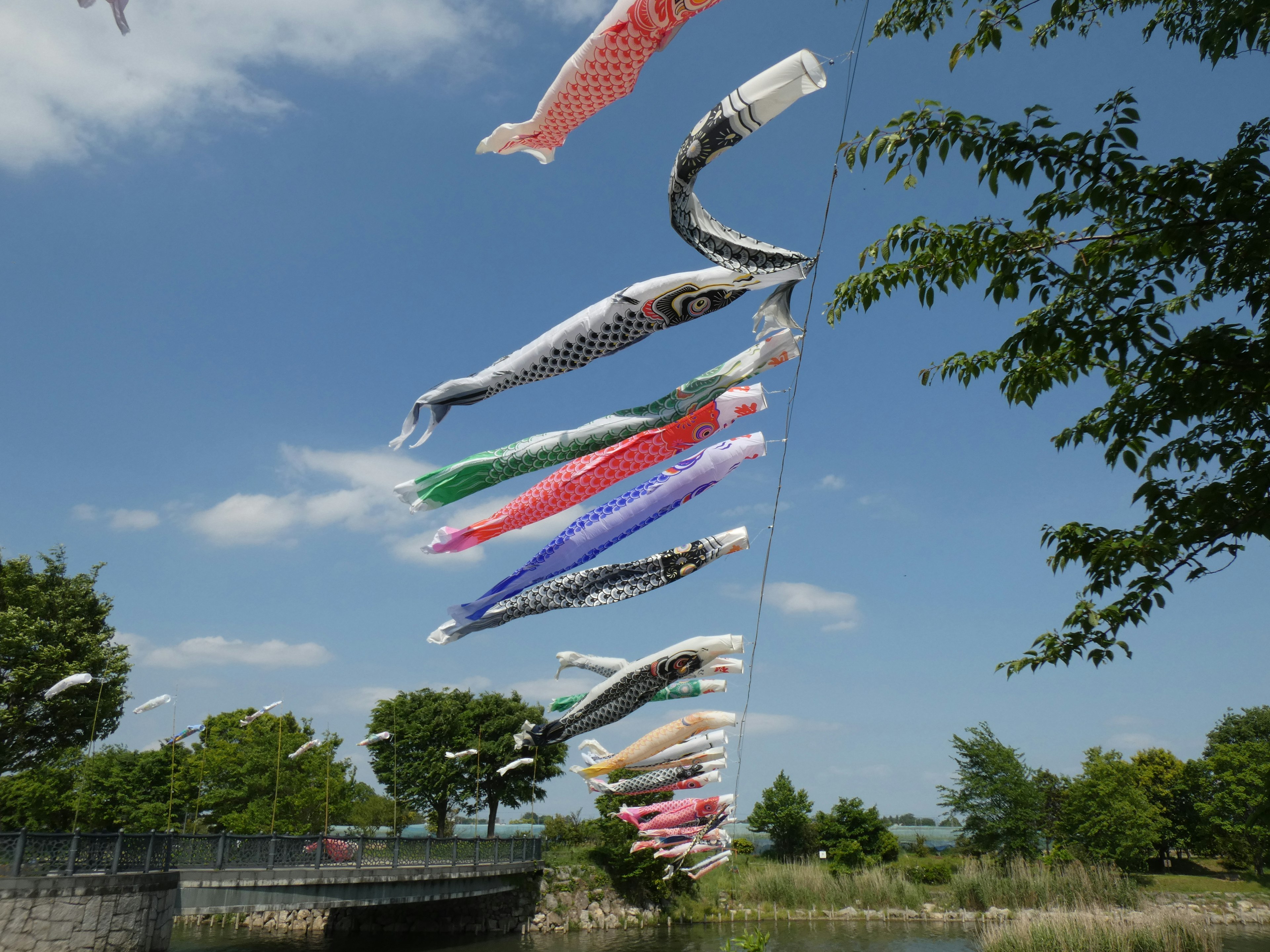 Banderas de koi coloridas ondeando bajo un cielo azul claro