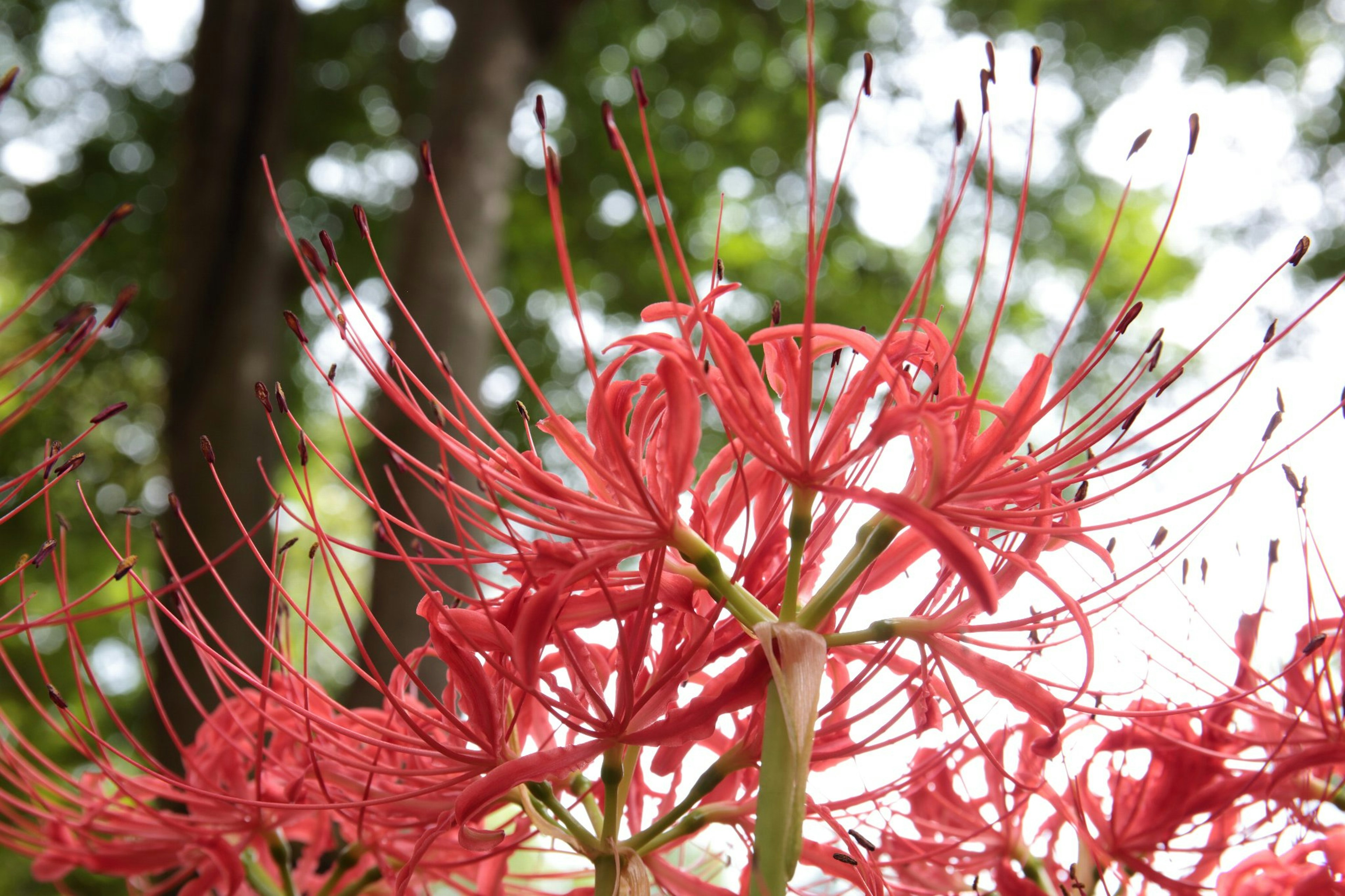 紅色蜘蛛百合花的特寫，具有獨特的細長花瓣