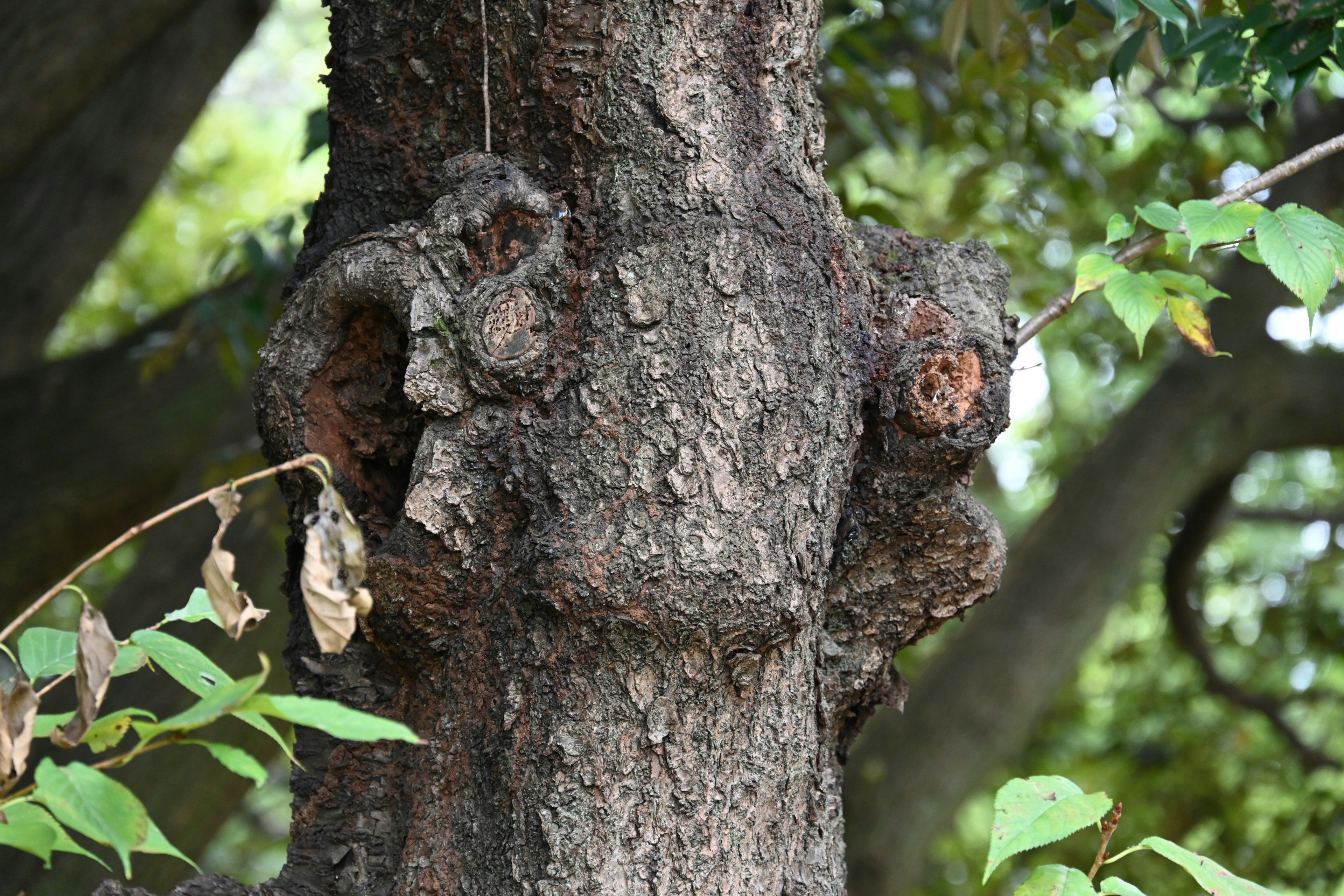 Motifs uniques et feuilles sur un tronc d'arbre