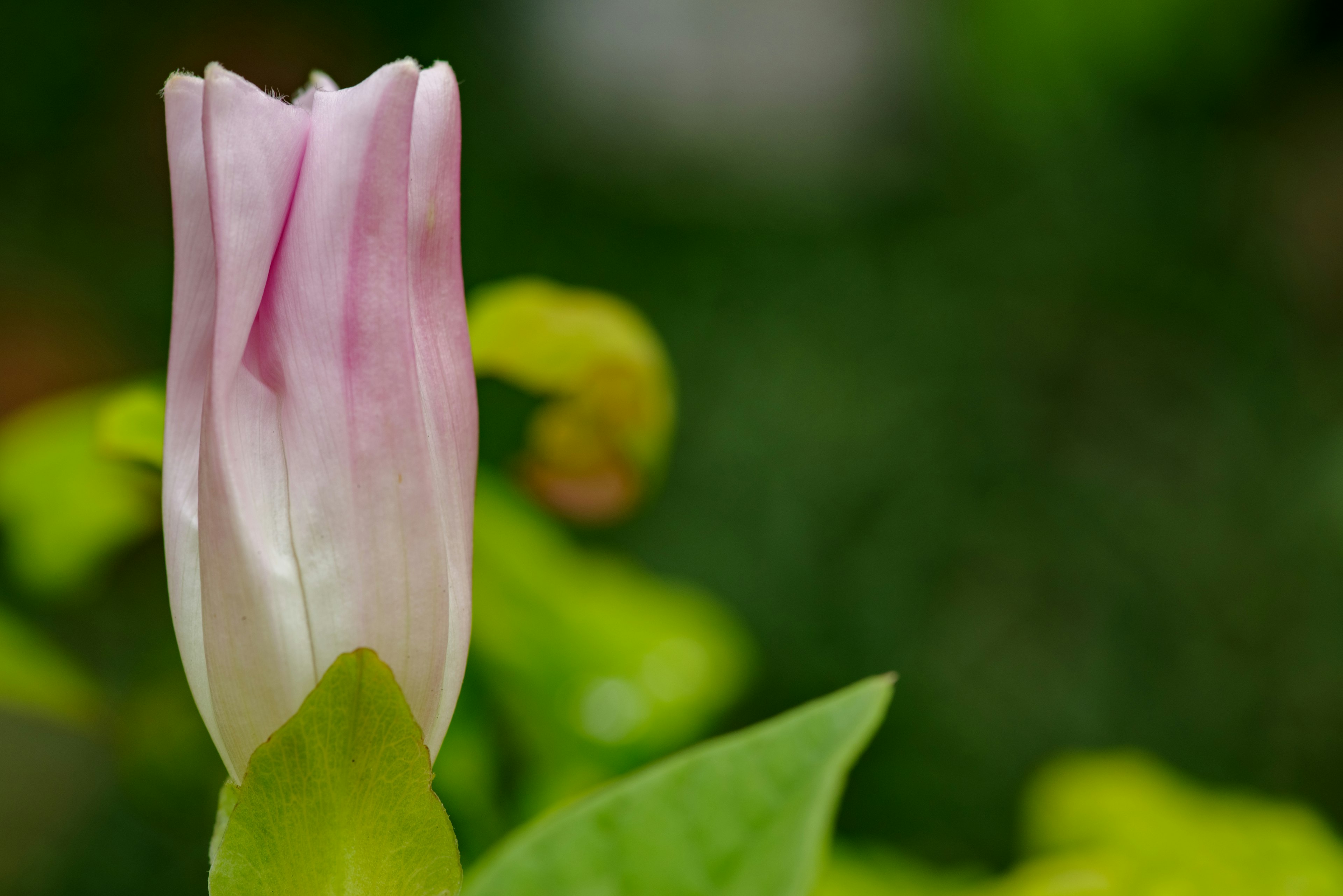 淡いピンクの花蕾と緑の葉の背景