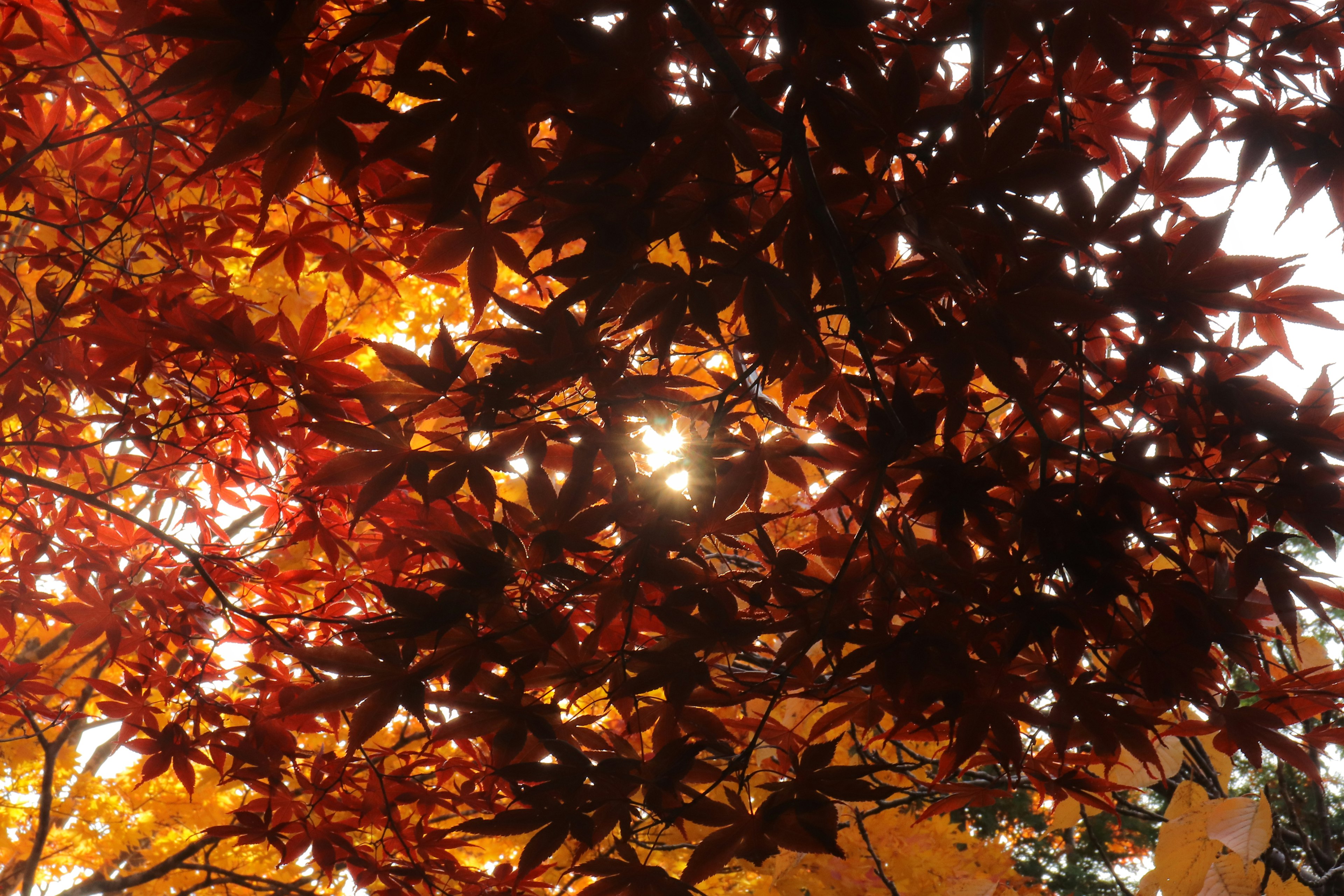 Sunlight filtering through vibrant red and orange leaves