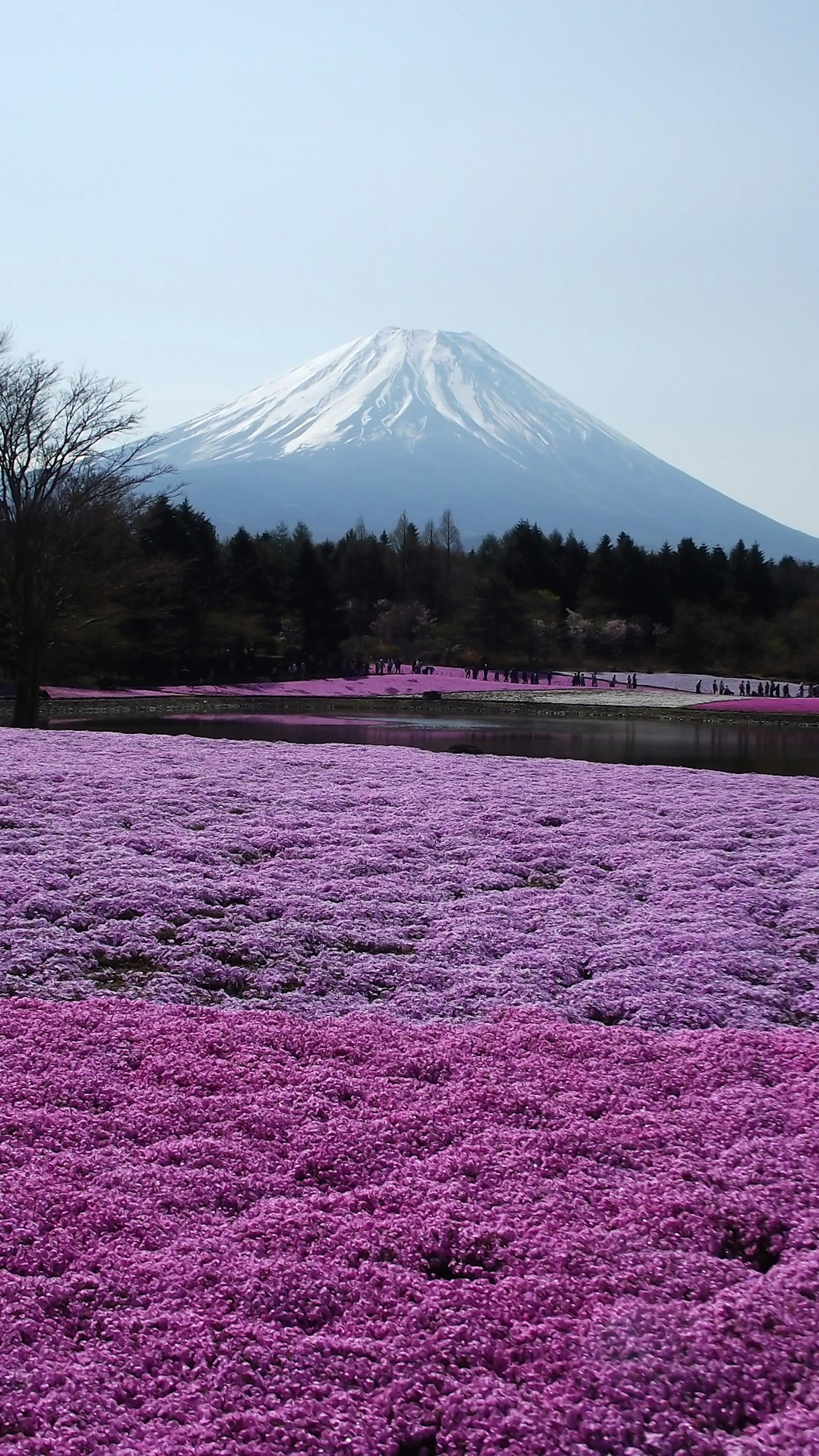 Pemandangan indah dengan Gunung Fuji dan ladang bunga pink