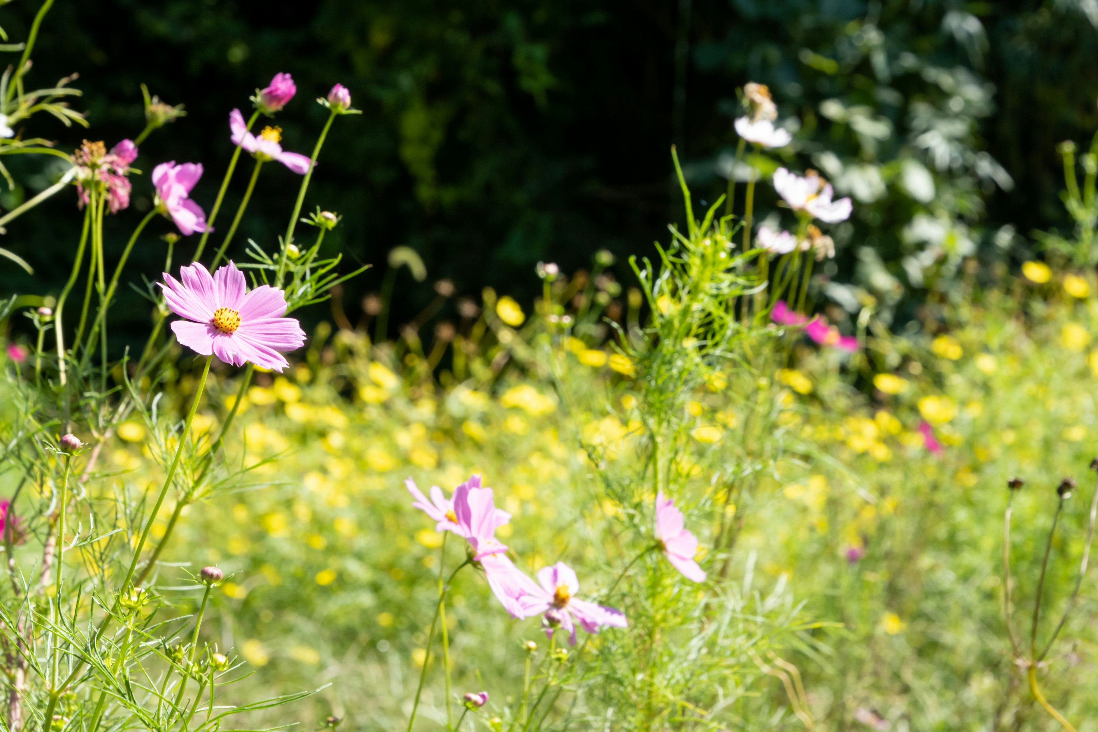 Campo vibrante di fiori in fiore con petali rosa e gialli