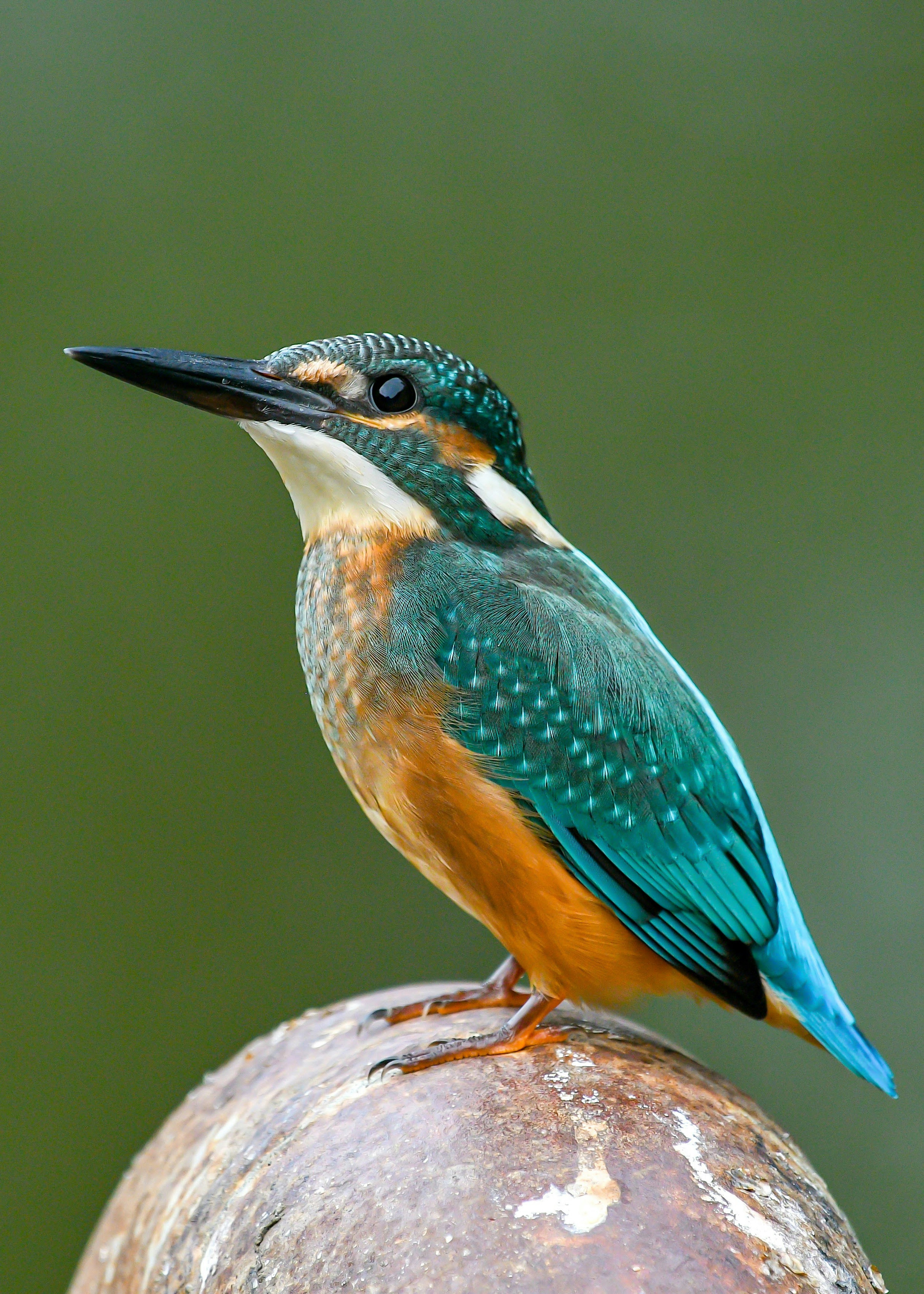 Un martin pescatore con piume blu e arancioni vivaci posato su un palo di legno rotondo