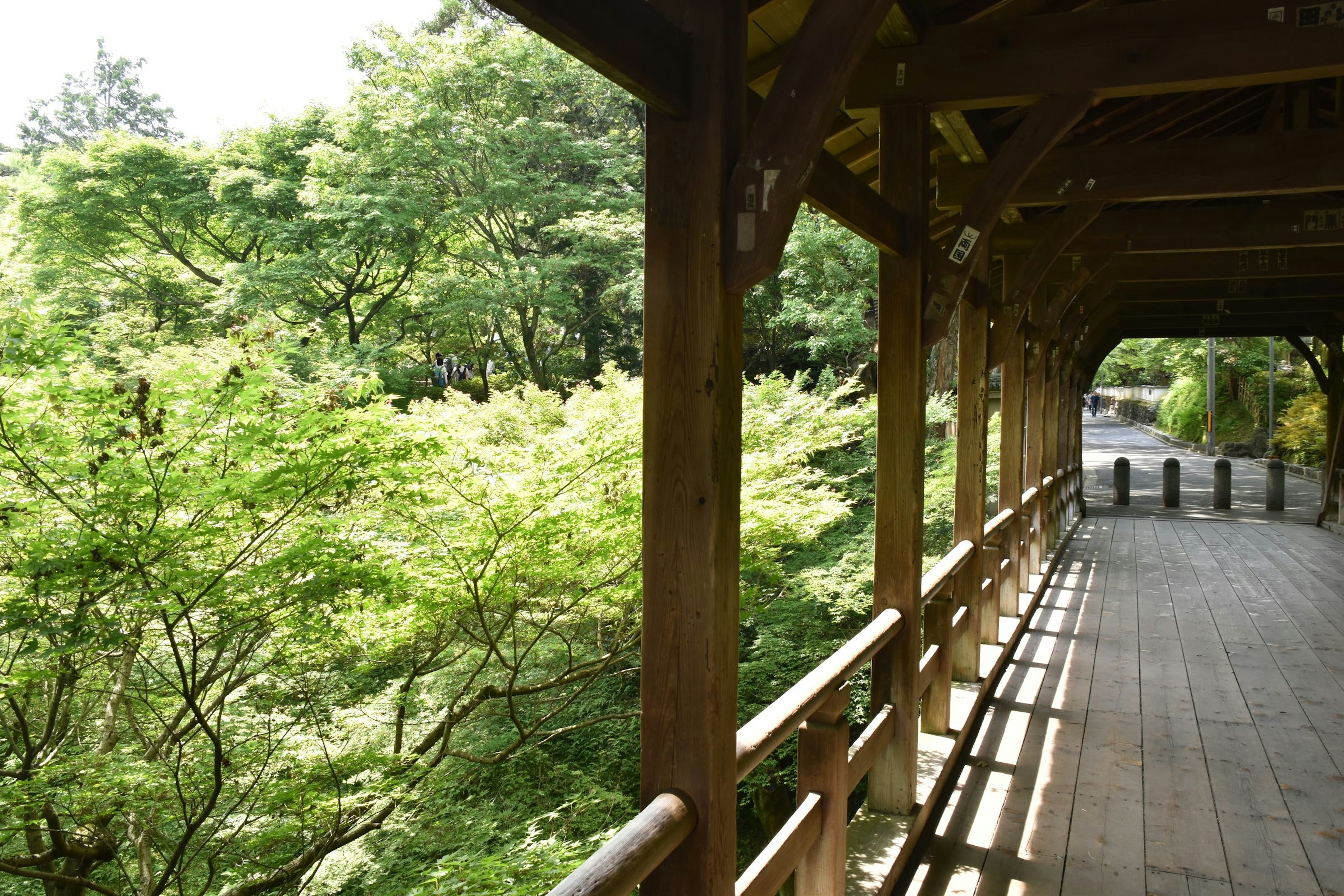 Wooden corridor surrounded by lush green trees