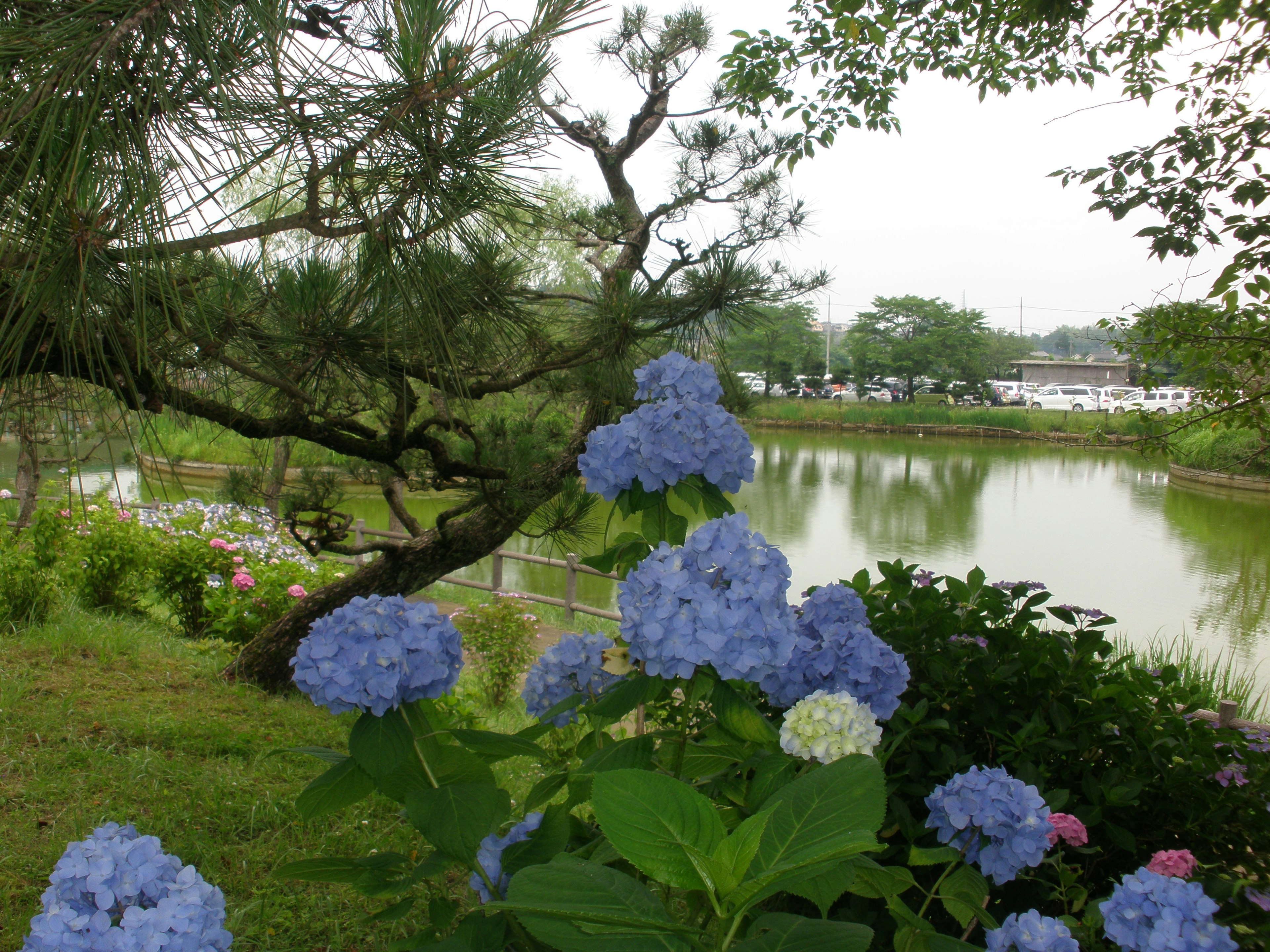 Sebuah sudut taman dengan bunga hidrangea biru dan kolam yang tenang