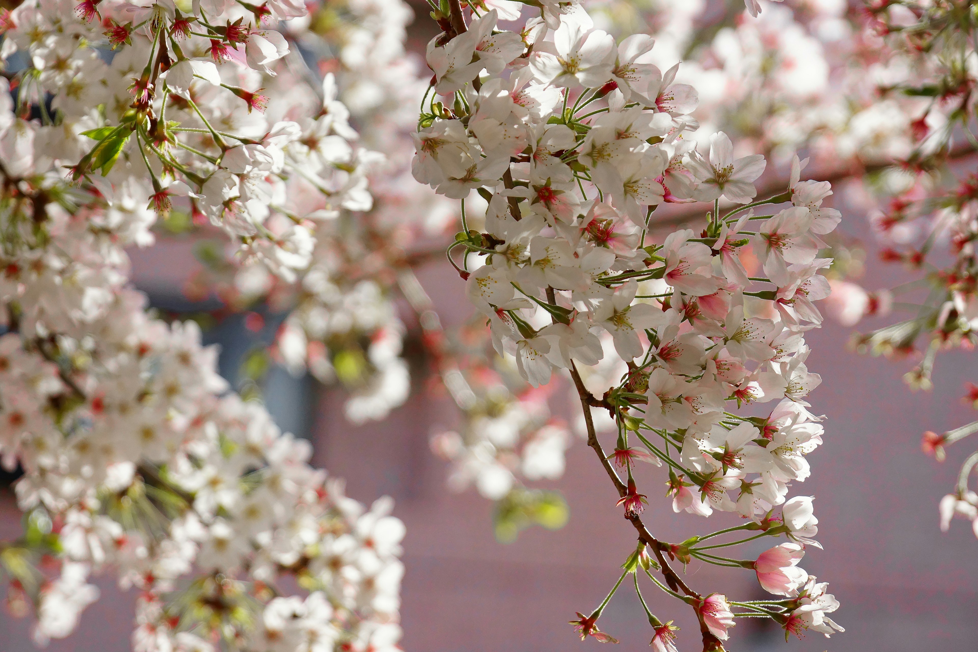 白い桜の花が咲いている枝のクローズアップ