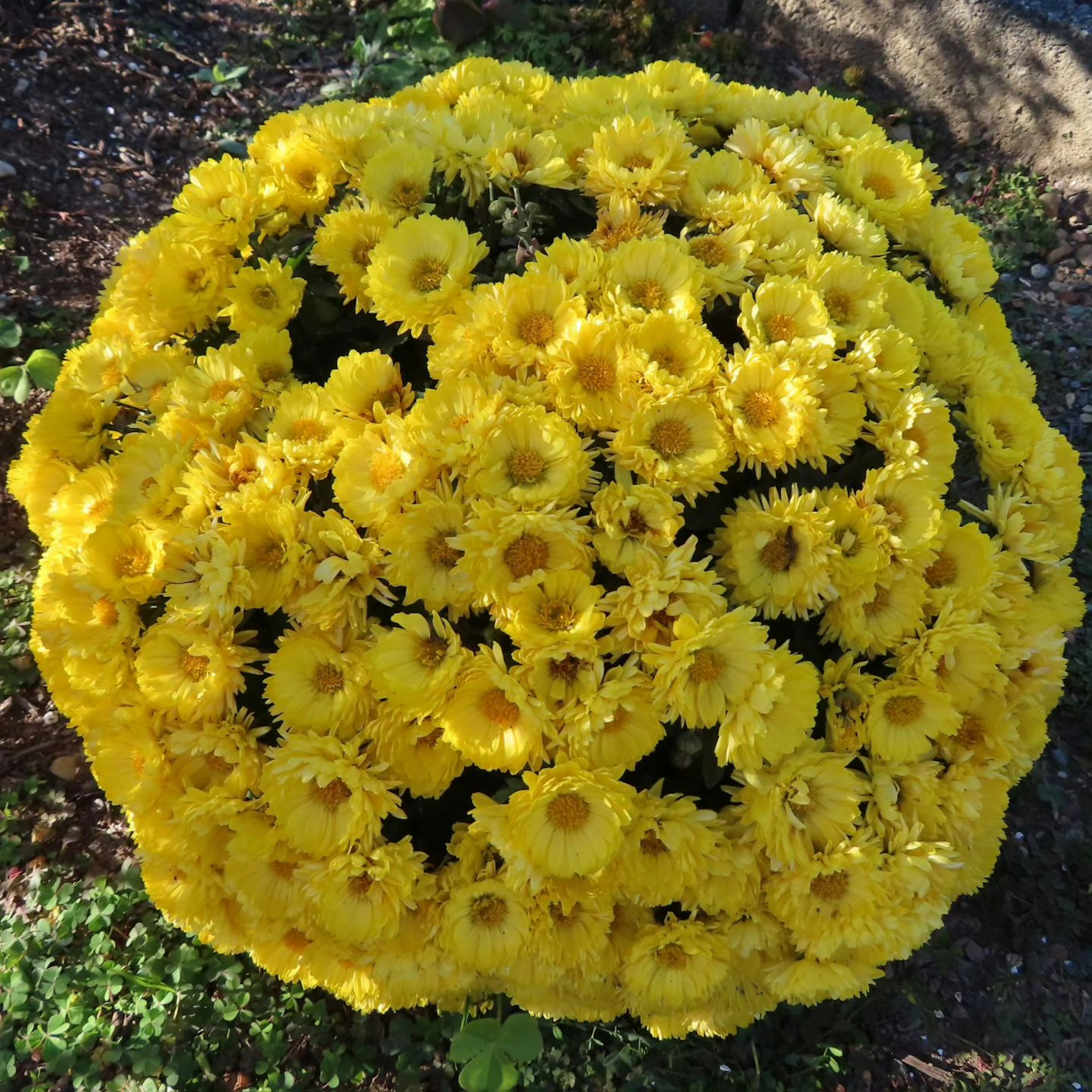 Runder Cluster aus leuchtend gelben Blumen in voller Blüte