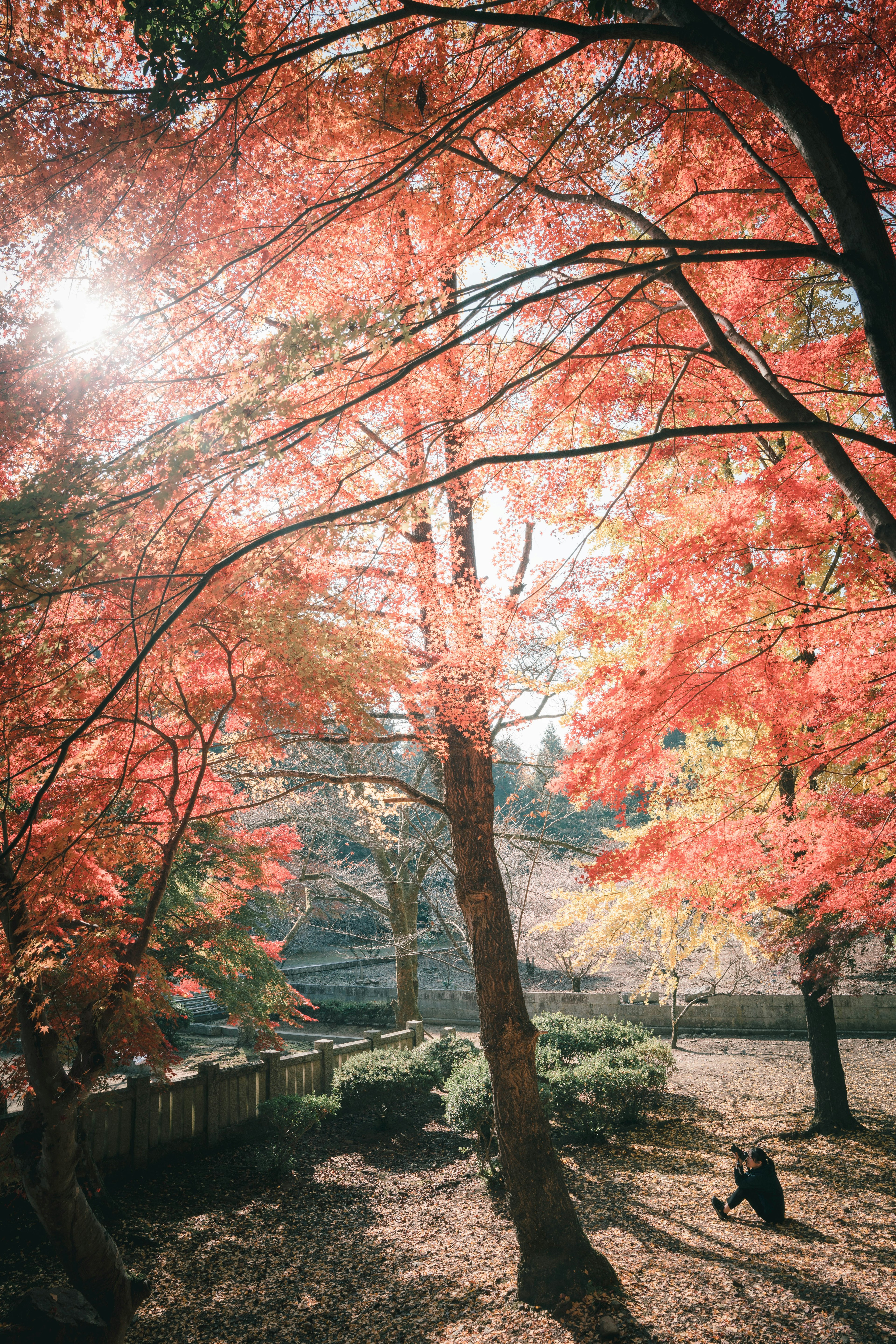 Feuillage d'automne dans un parc avec lumière du soleil filtrant à travers des arbres vibrants et des feuilles tombées