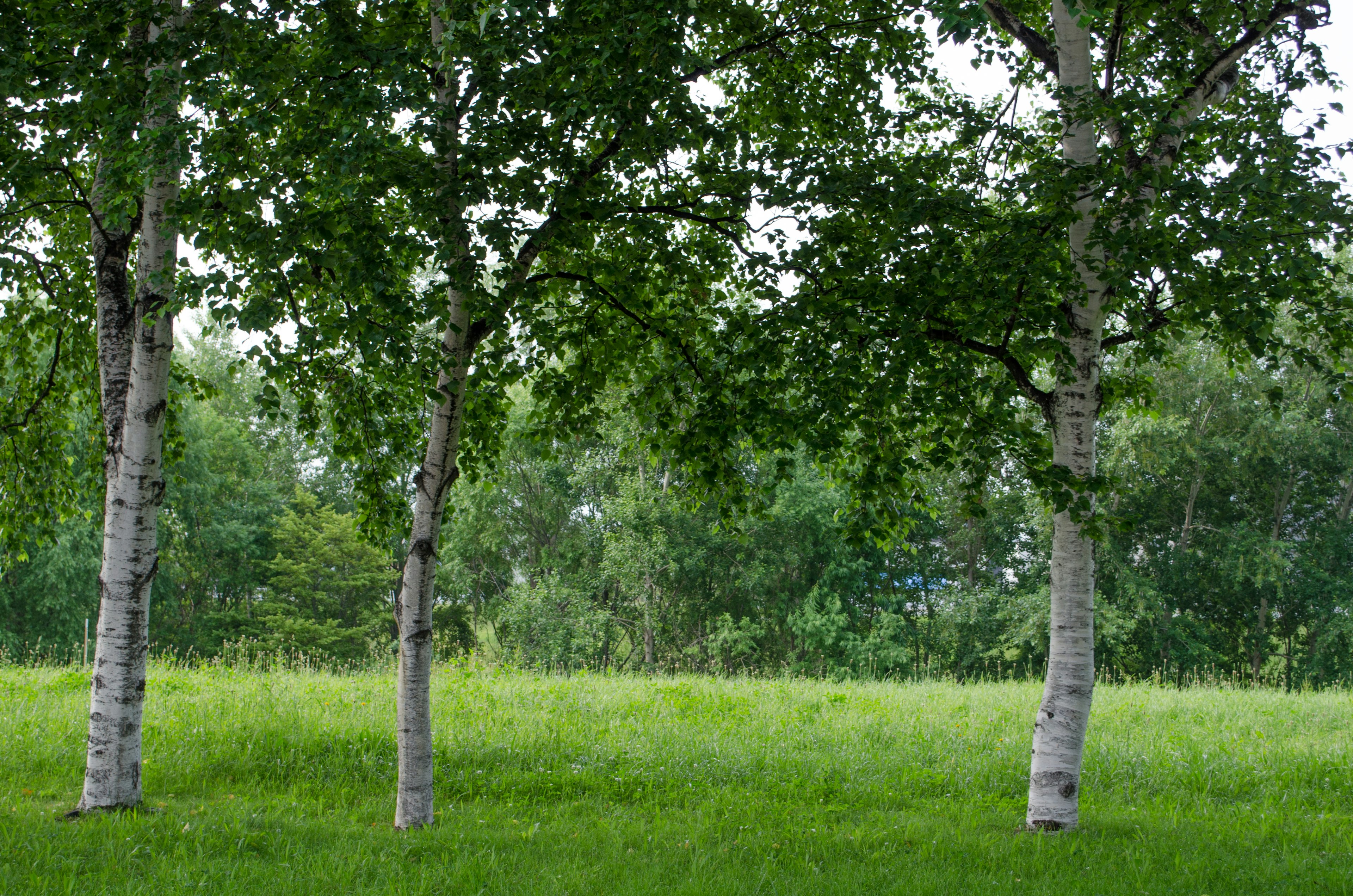 Malersicher Blick auf Birken in einer grünen Wiese