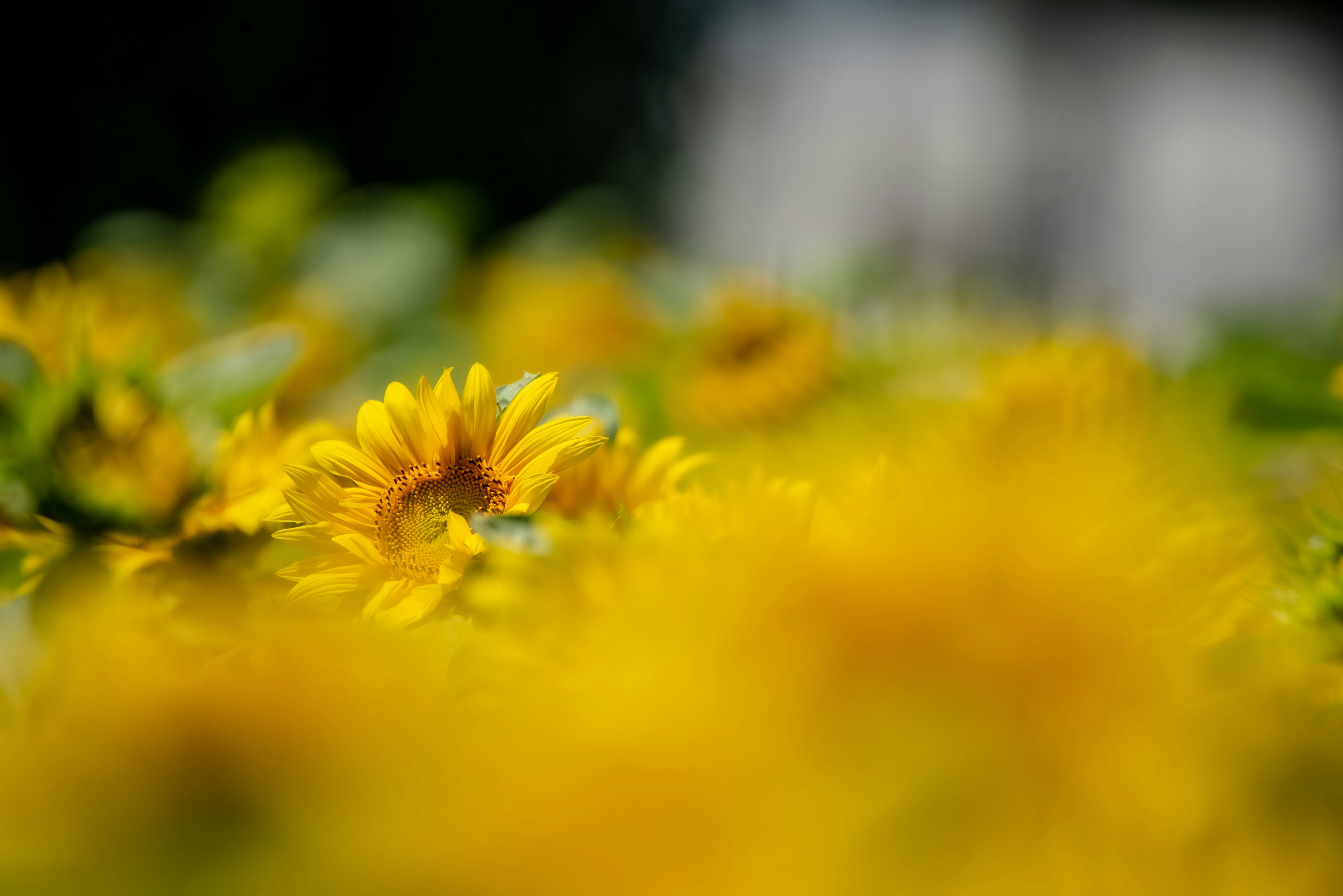 明るいひまわりの花がたくさん咲いている風景