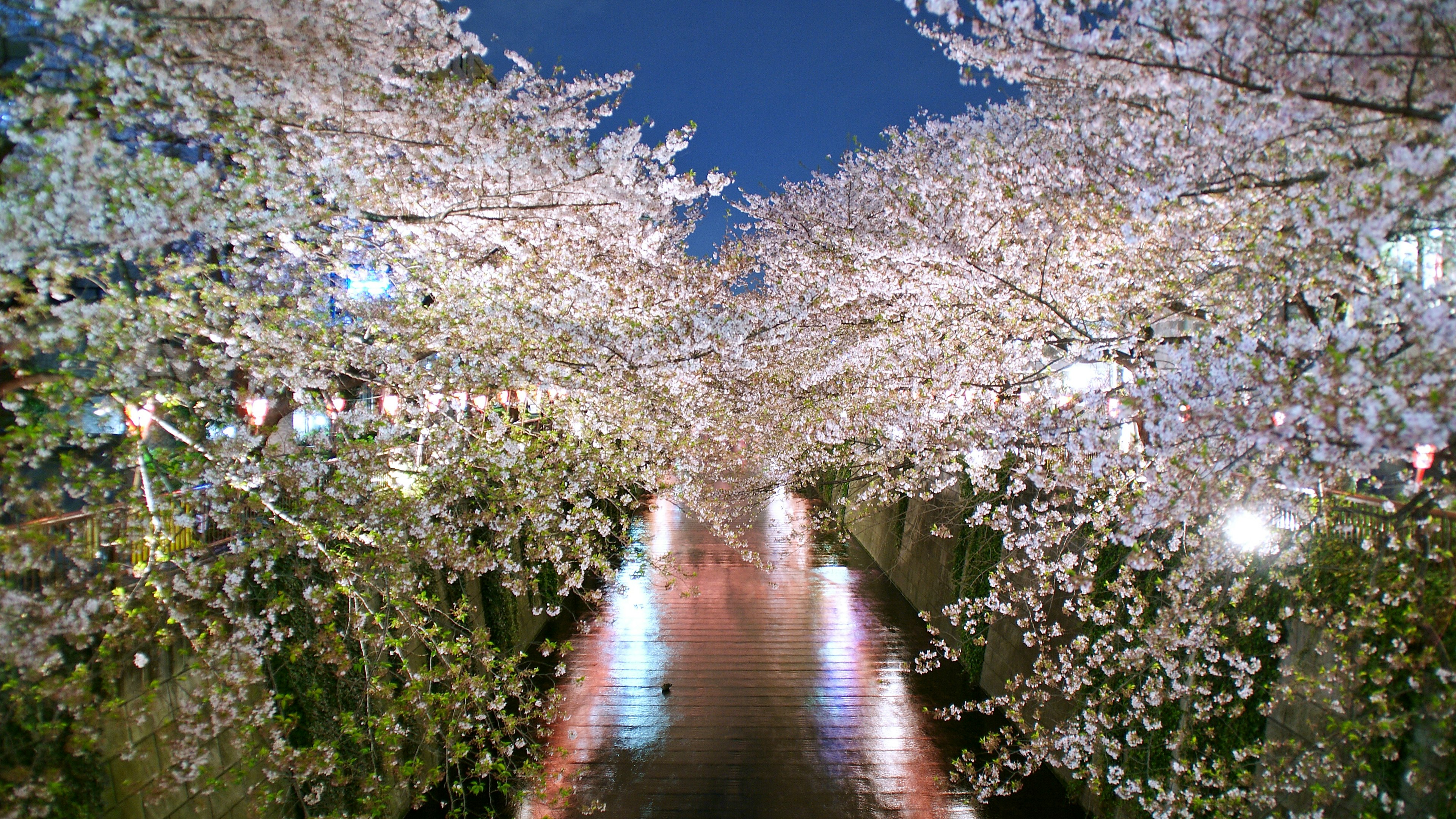 Cherry blossom trees in full bloom along a river at night under beautiful lights