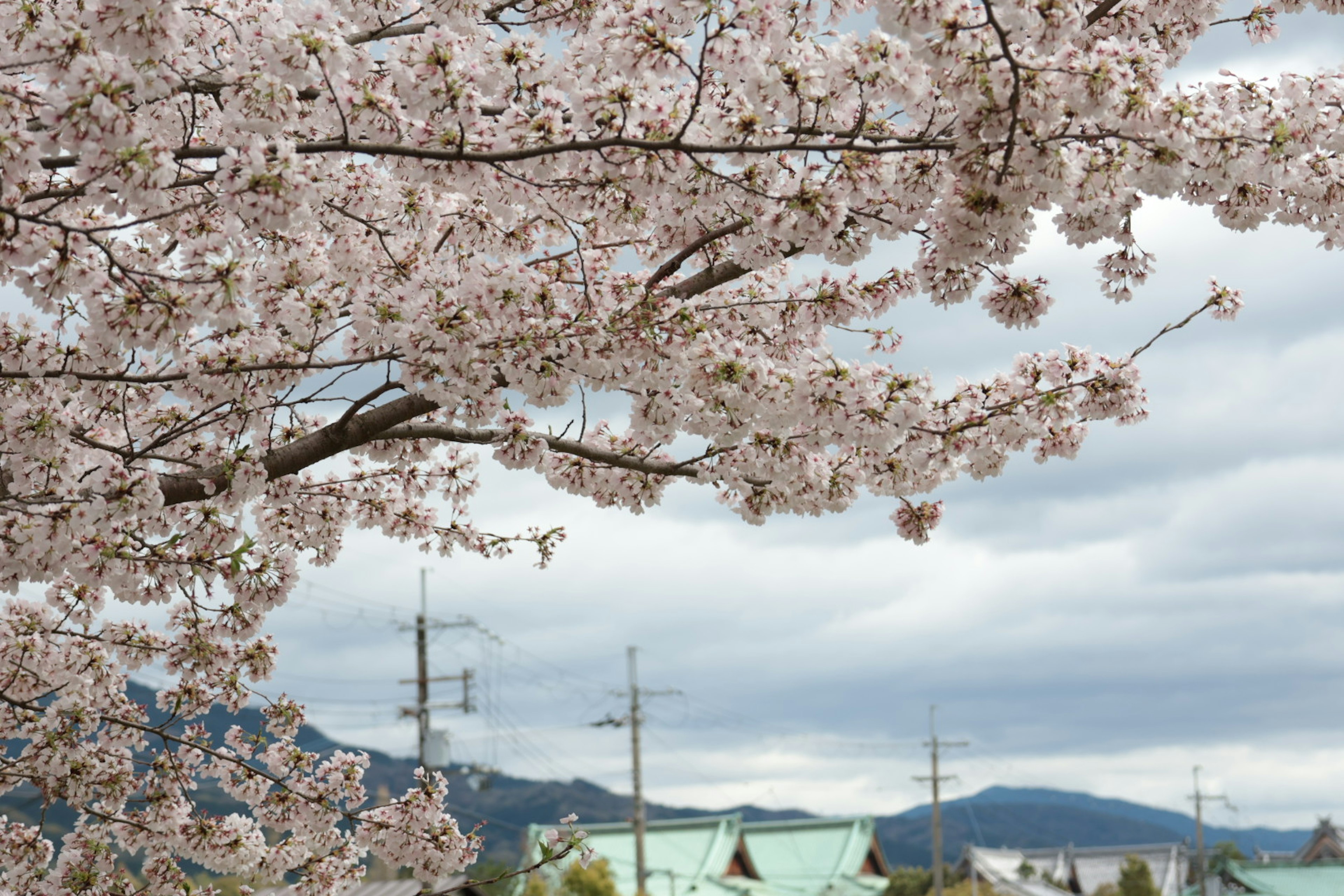 Cherry blossom branches with pink flowers against a cloudy sky