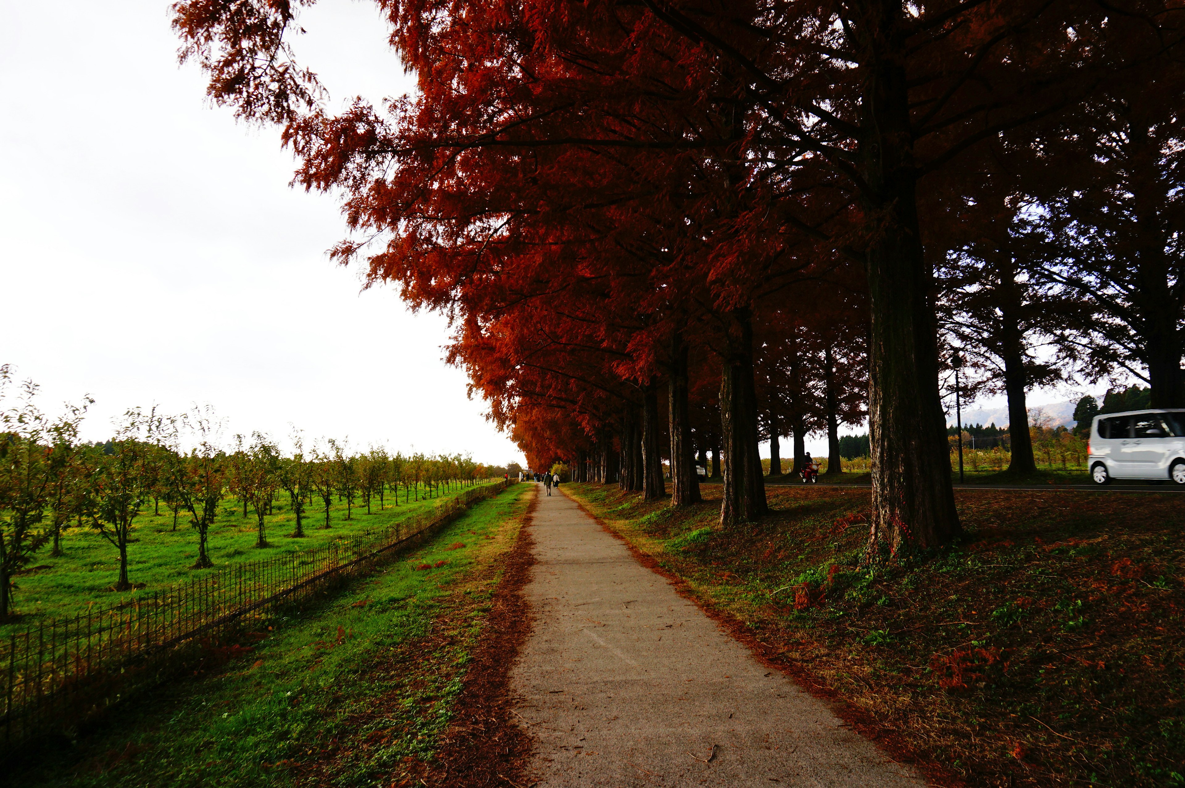 Camino pavimentado bordeado de árboles con hojas rojas junto a campos verdes