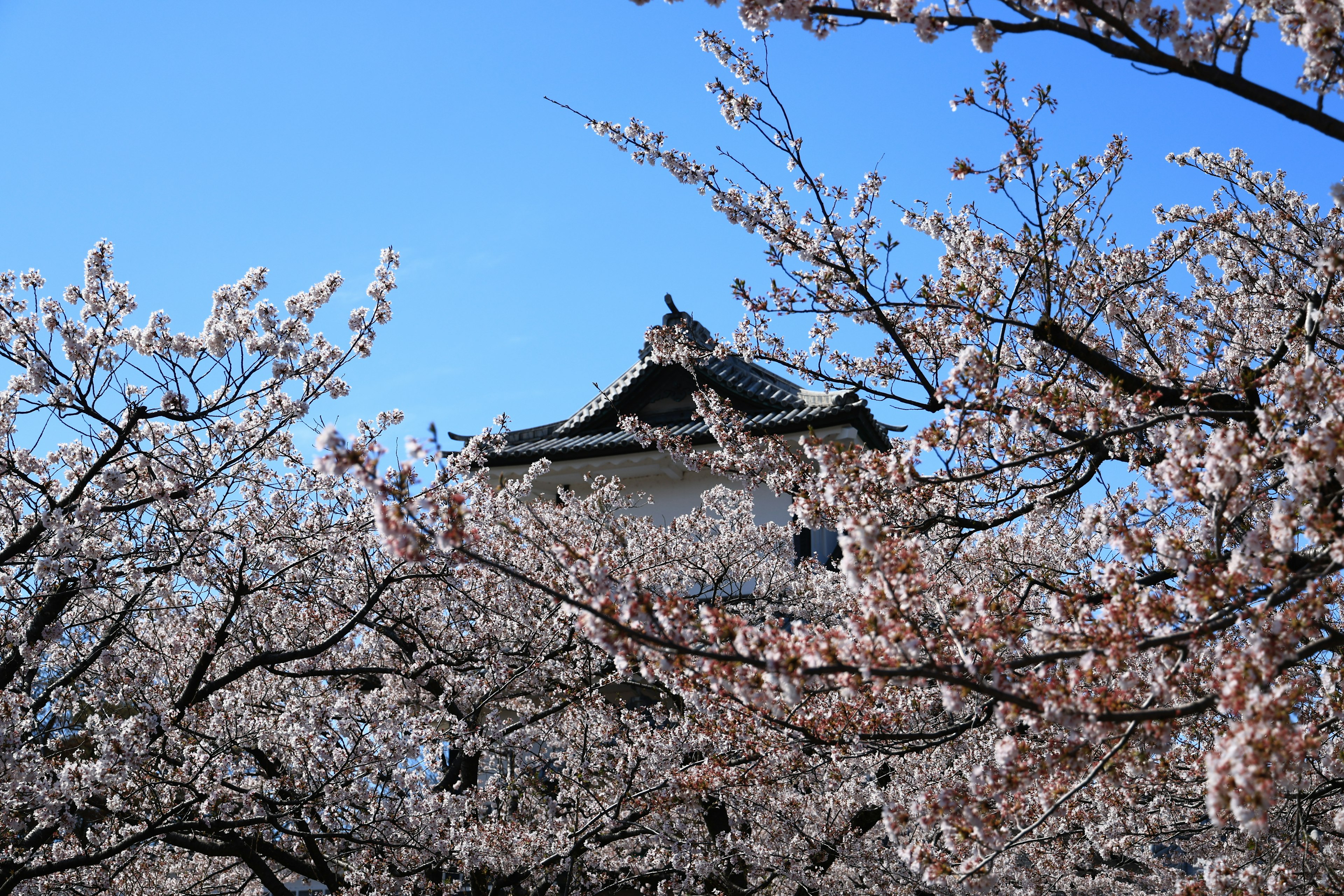 桜の花に囲まれた城の塔と青い空