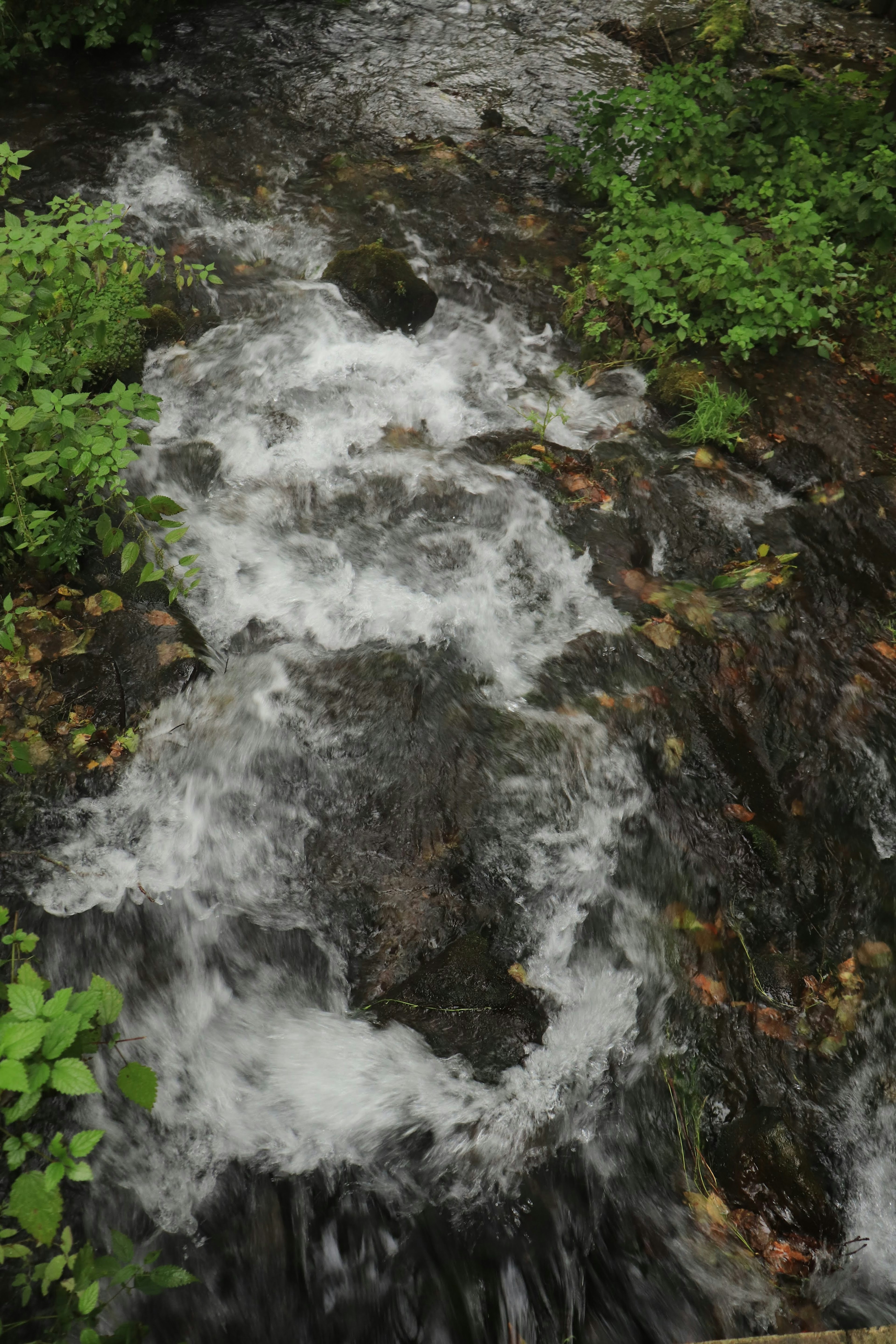 溪水流过岩石，周围环绕着绿色植物