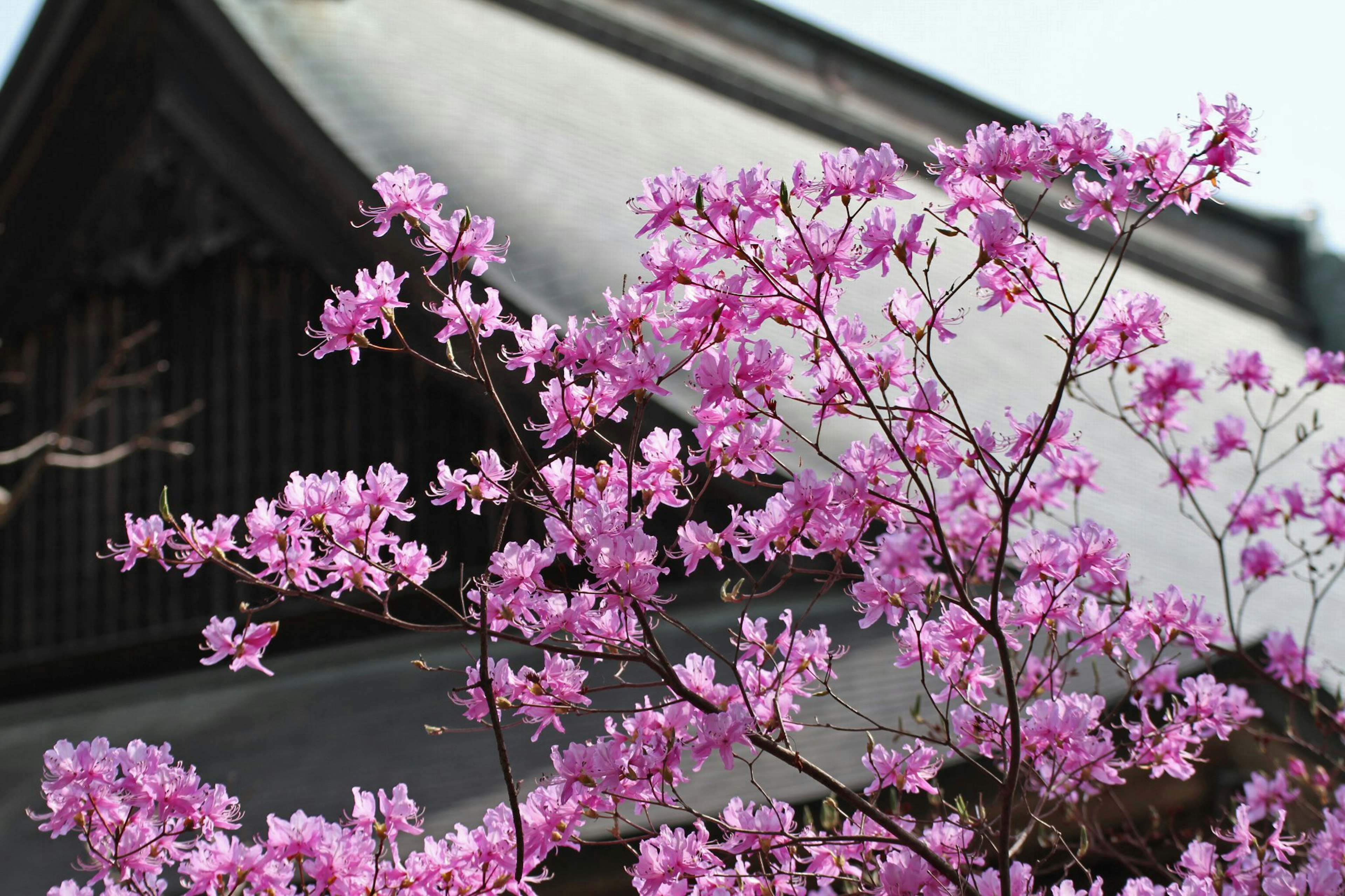 Bunga sakura mekar di depan bangunan tradisional Jepang