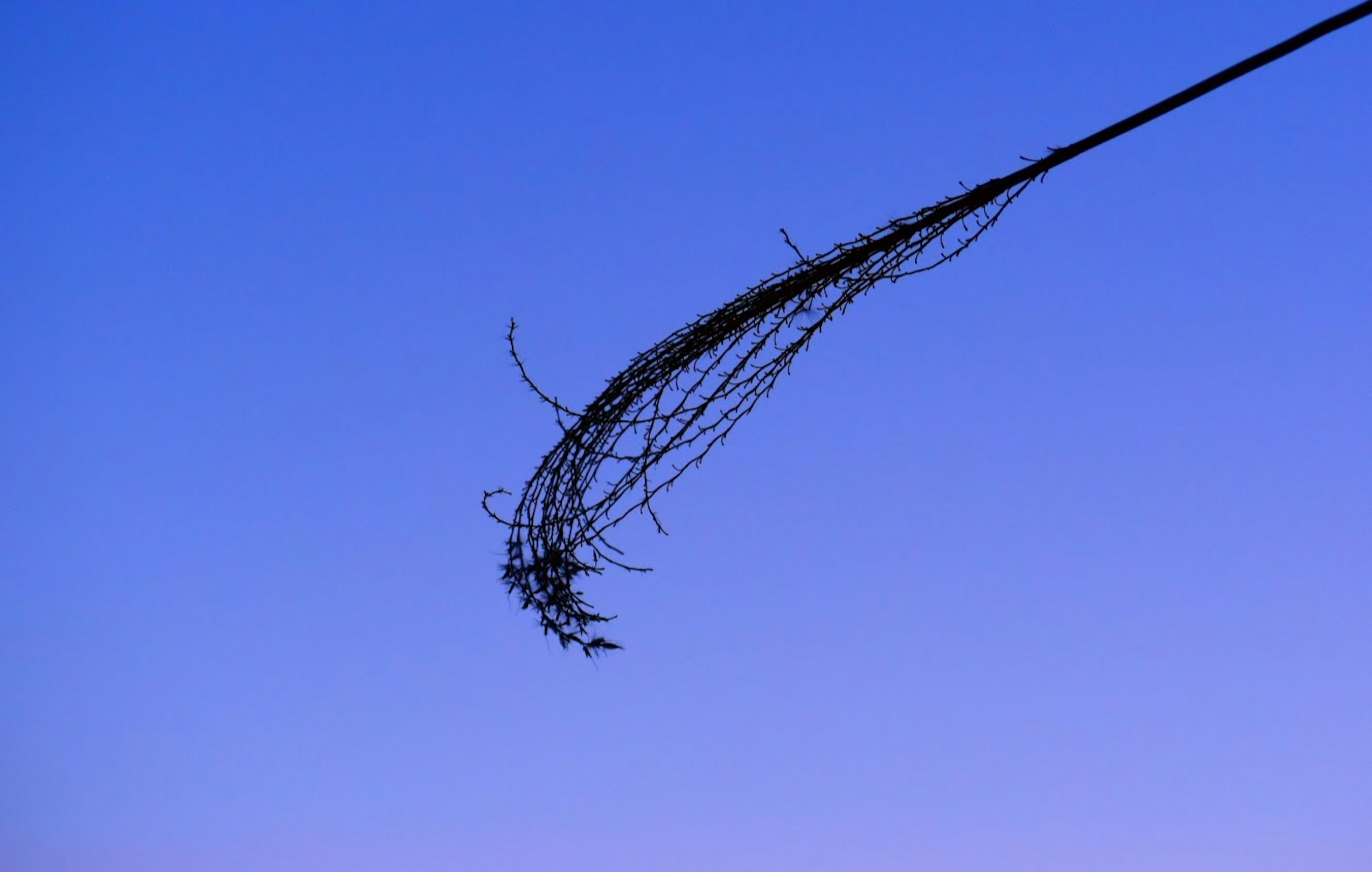 Thin branch with small leaves against a blue sky