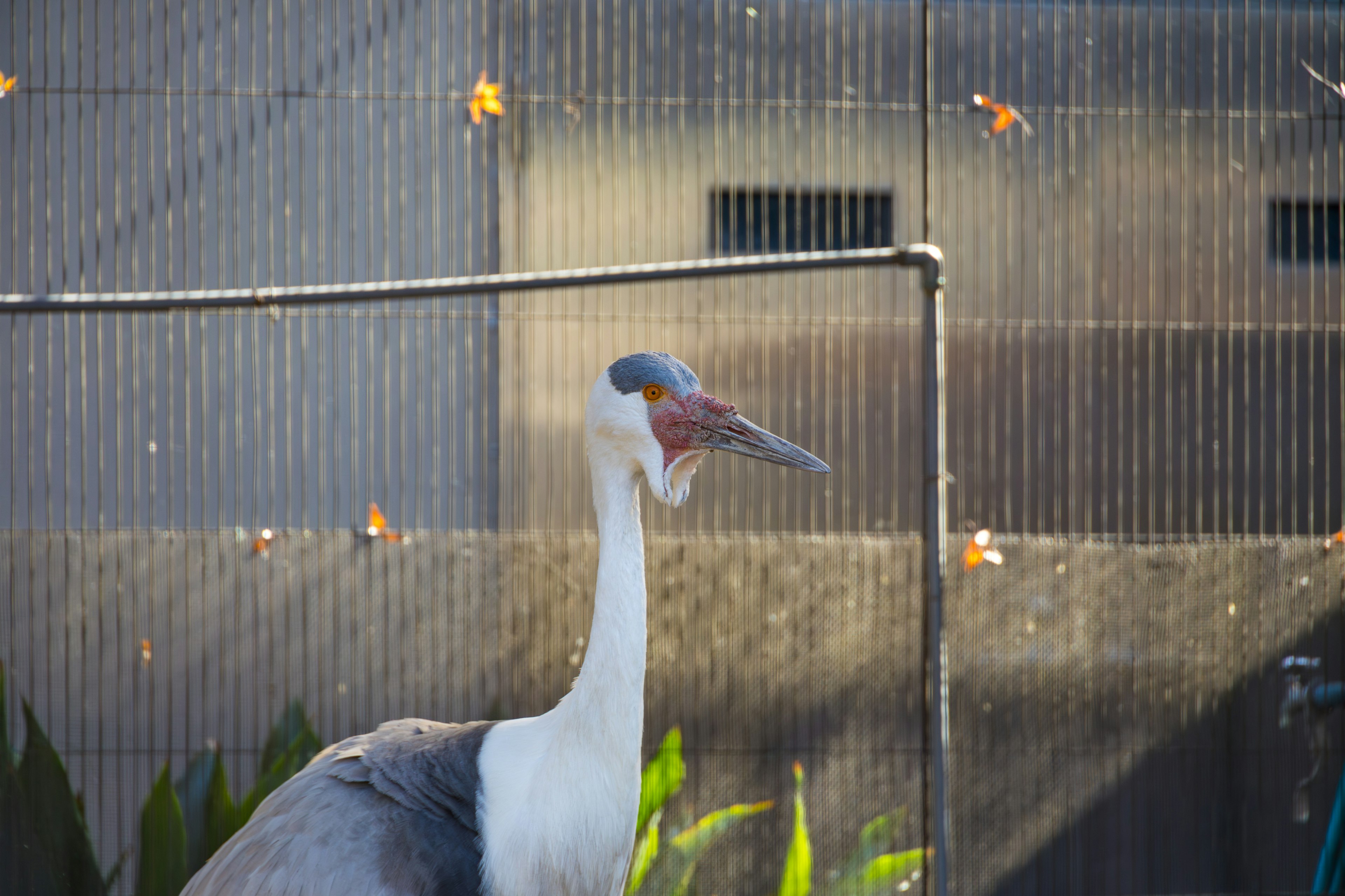 A large crane stands behind a fence