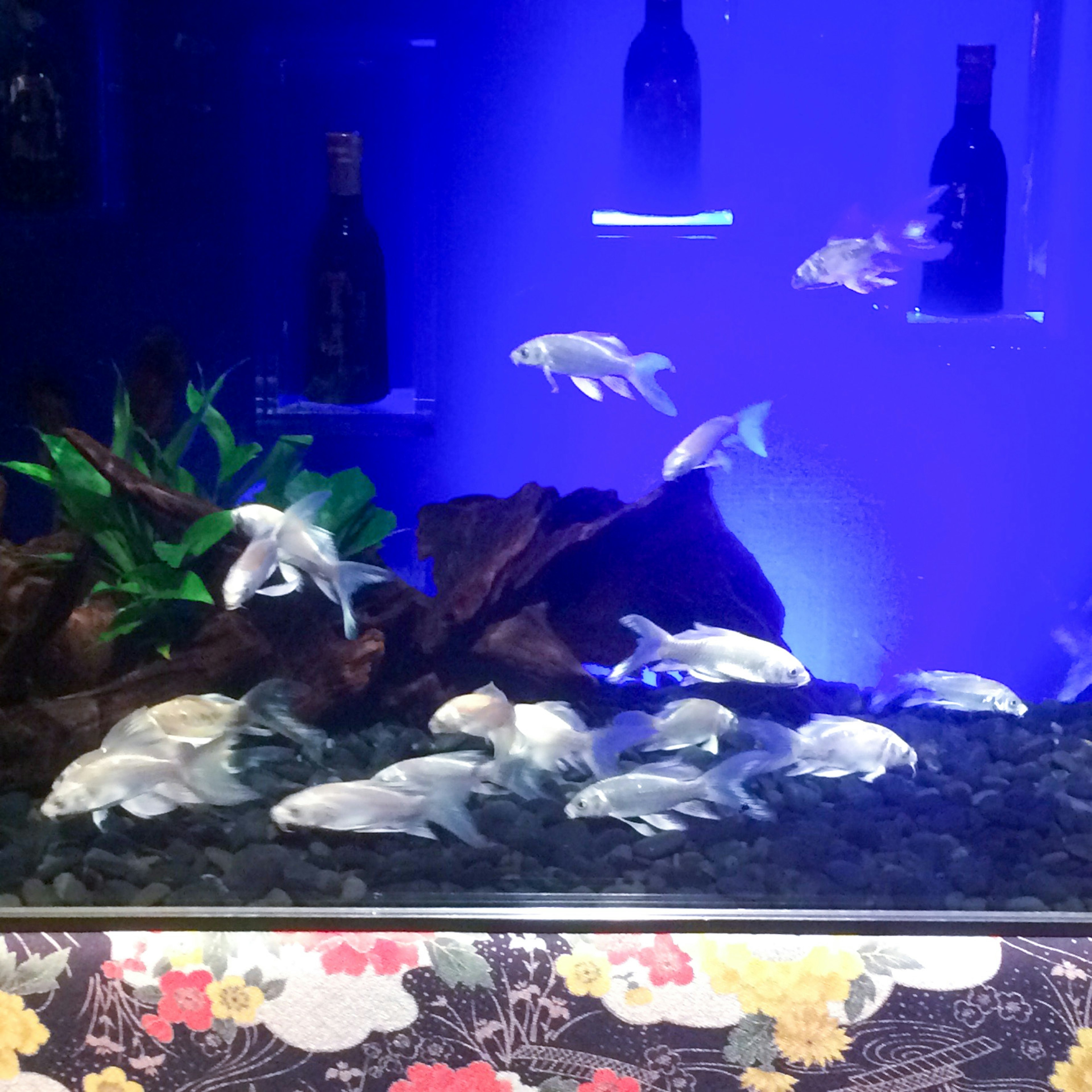 Peces blancos nadando en un acuario azul con plantas verdes