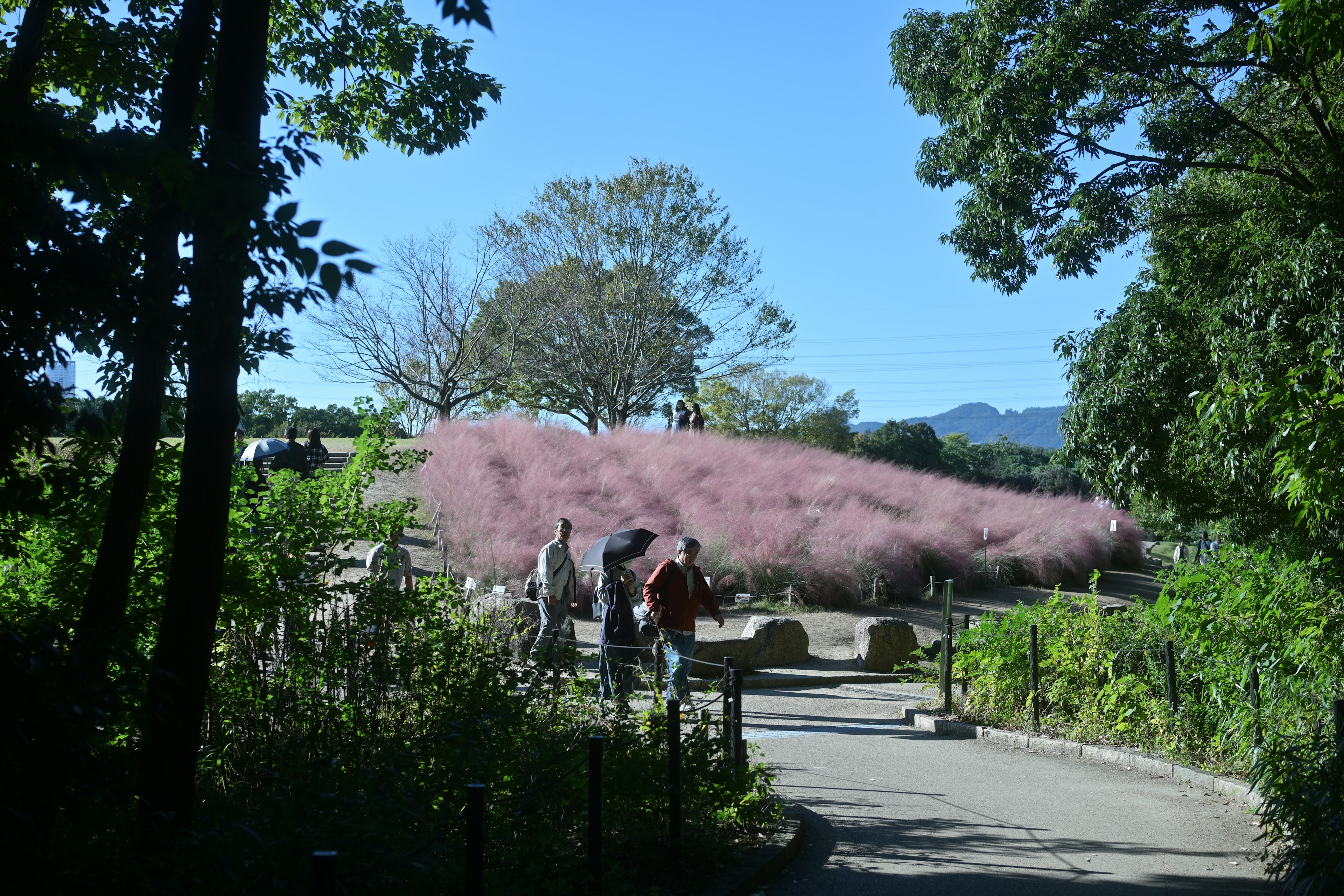 Persone che camminano lungo un sentiero in un parco con piante fiorite rosa