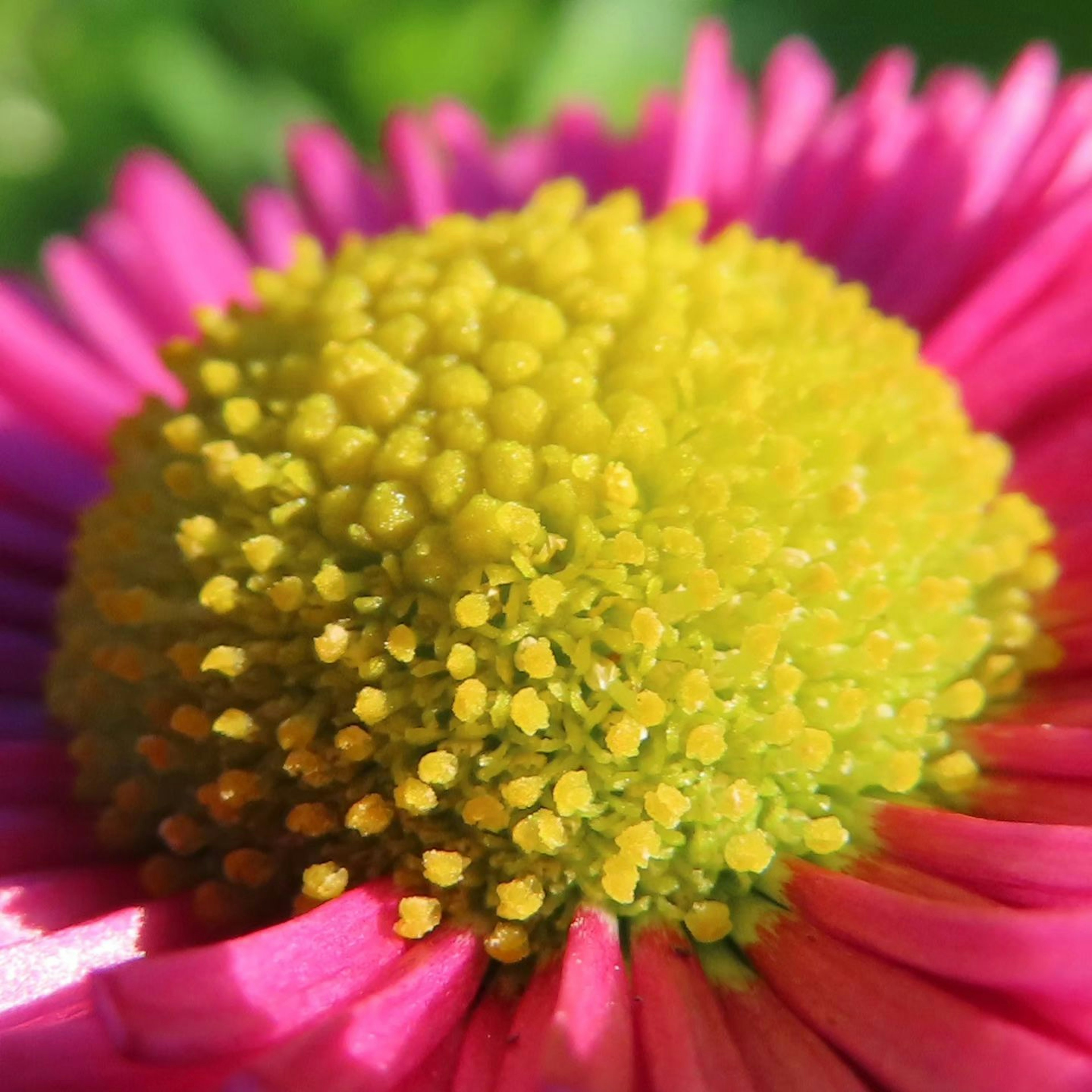 Close-up of a vibrant pink flower with a bright yellow center