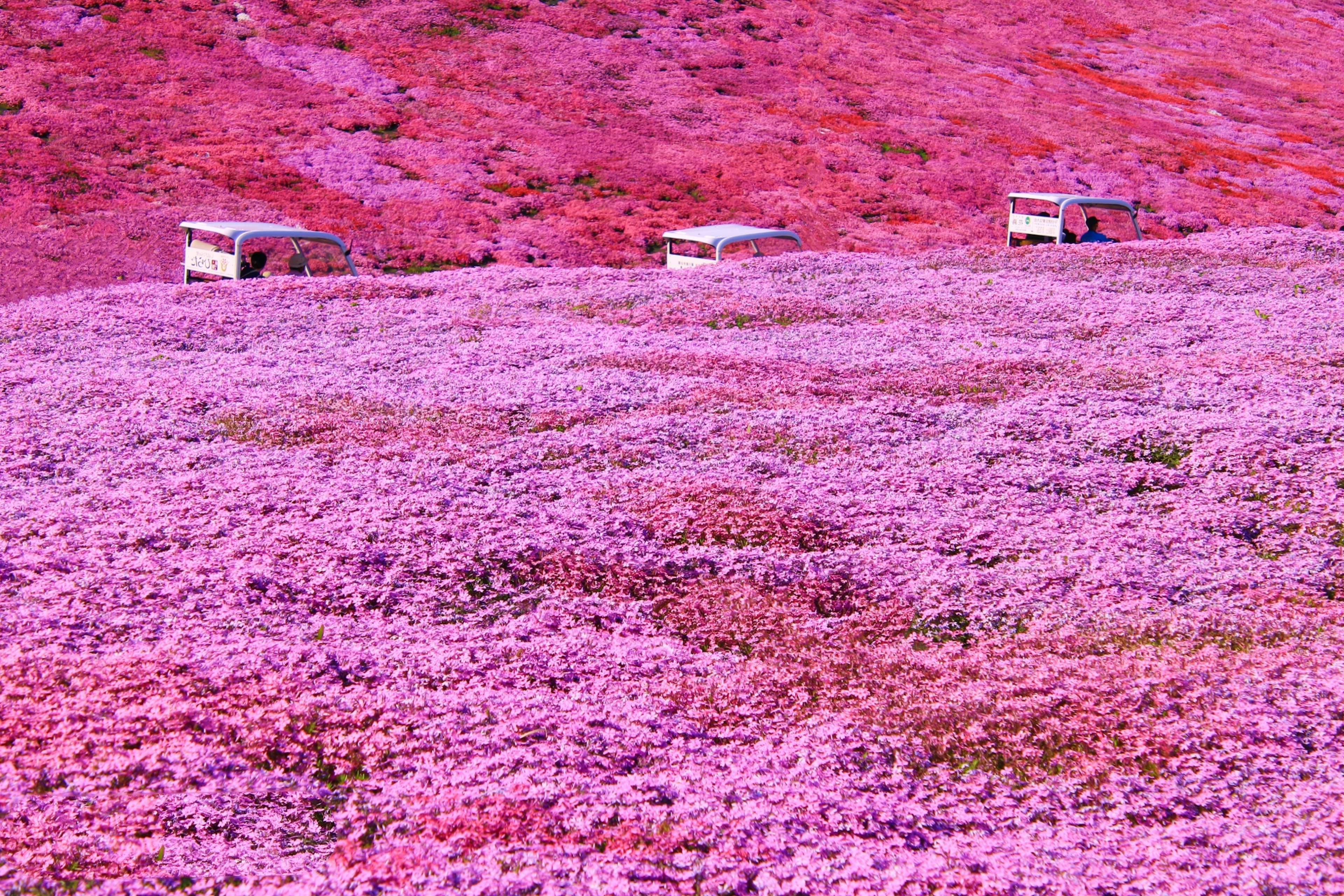 美しいピンクの花畑に囲まれた白い車が見える風景