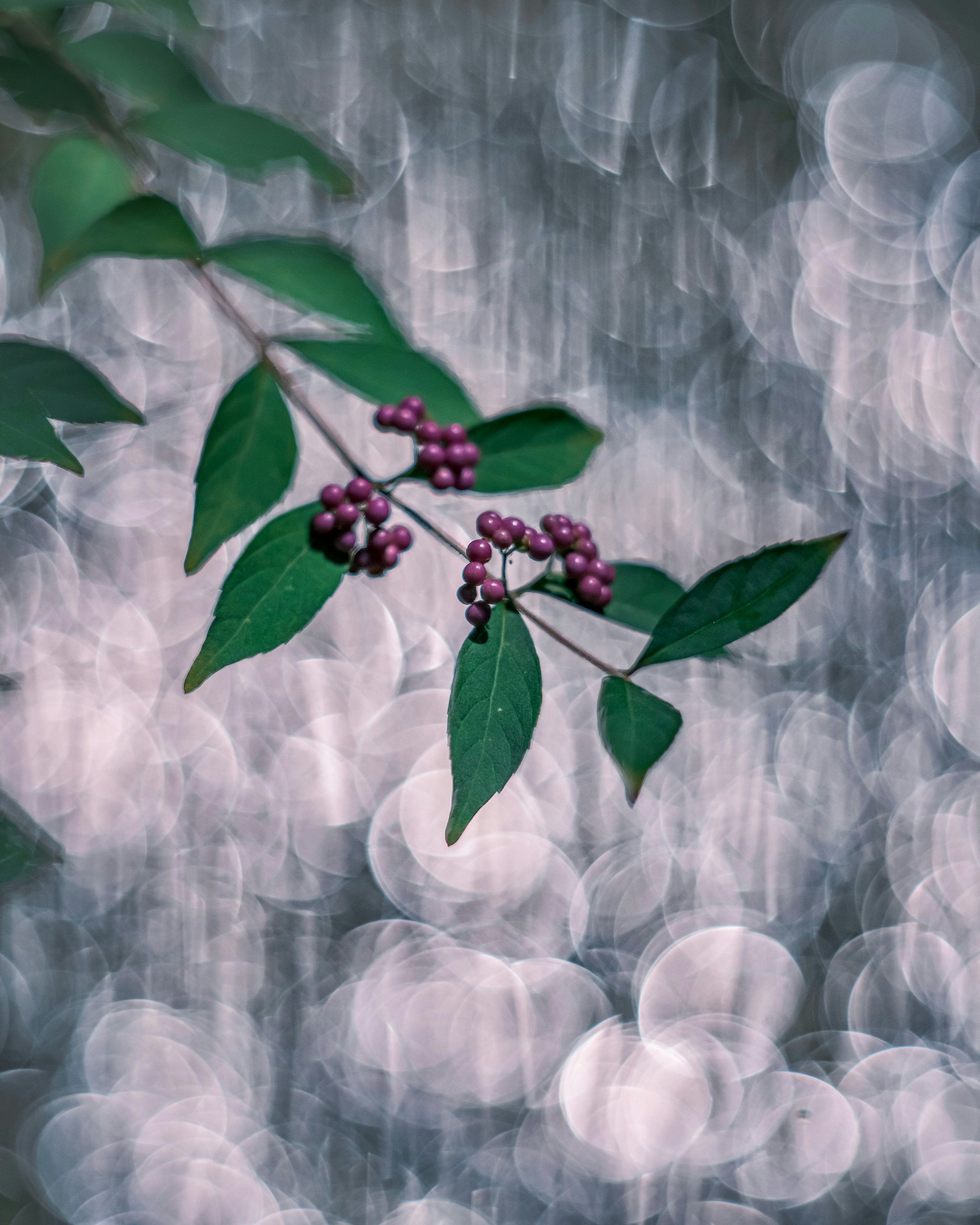 Branche avec des feuilles vertes et des baies violettes sur un fond flou