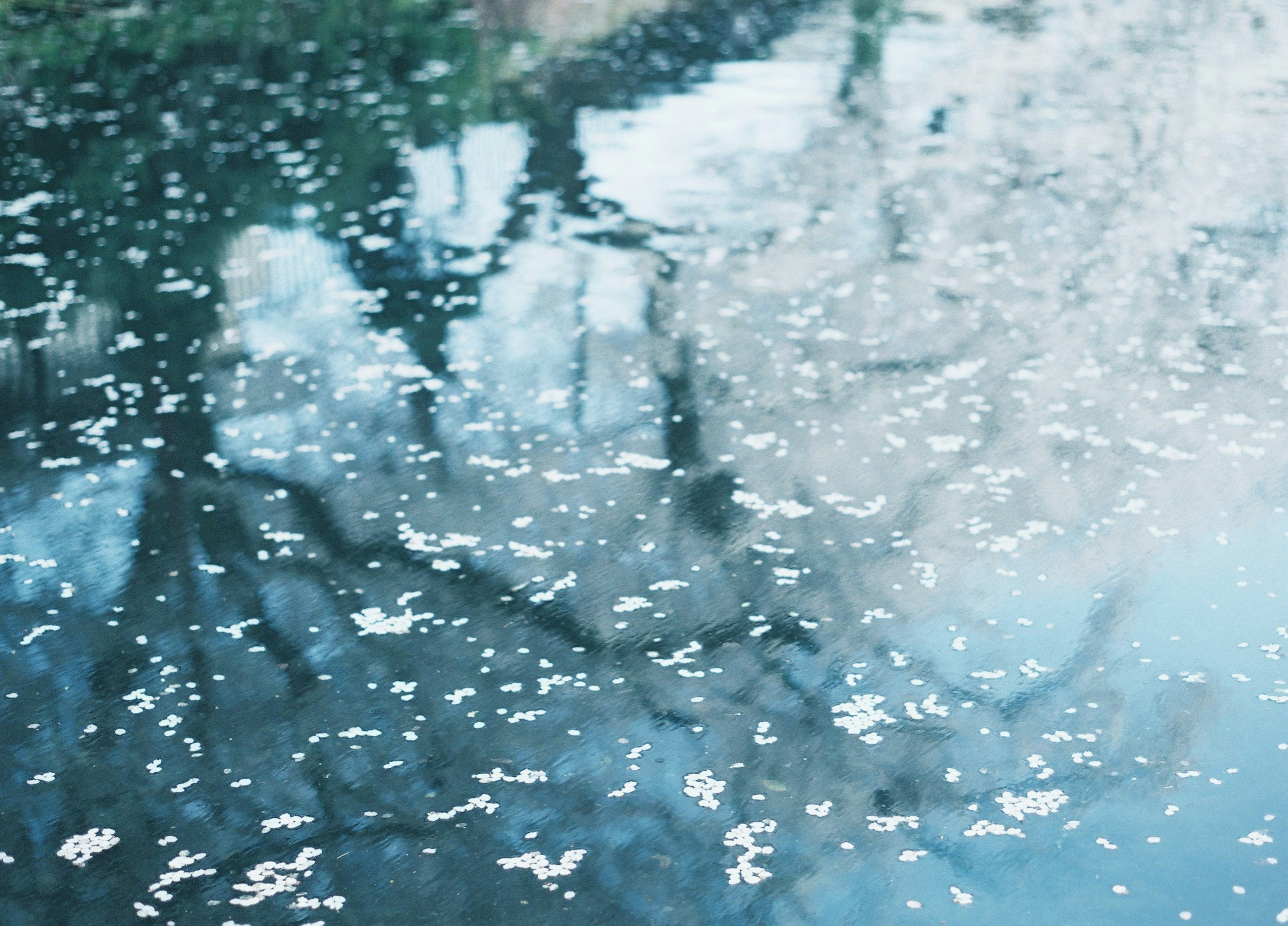 Superficie d'acqua calma che riflette alberi e petali di fiori